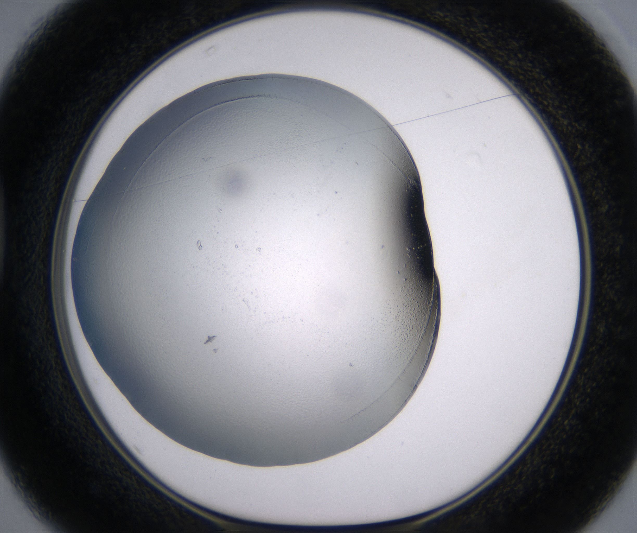 D1_HighResolution_Clear_1.jpg