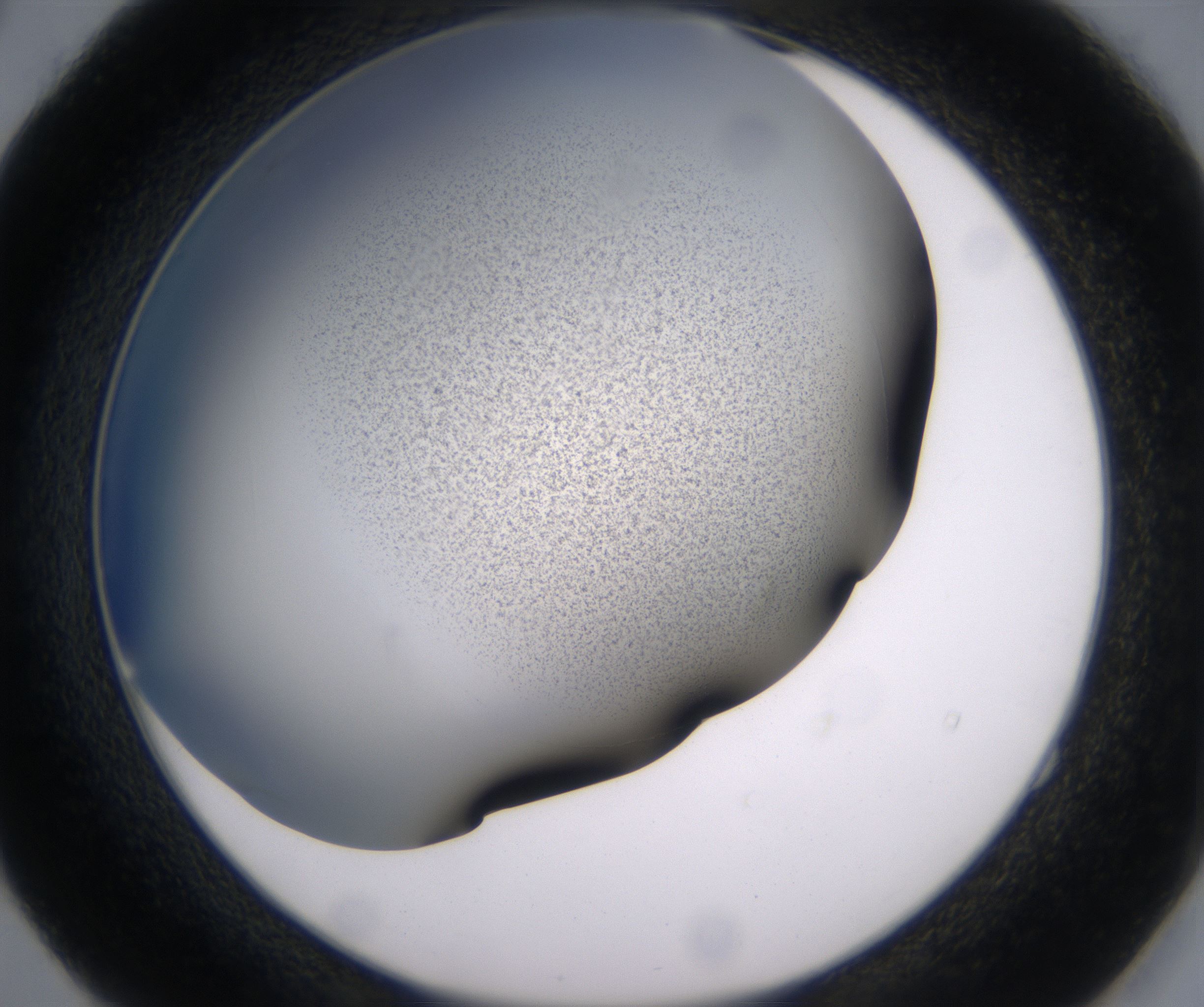 E4_HighResolution_Precipitate_2.jpg