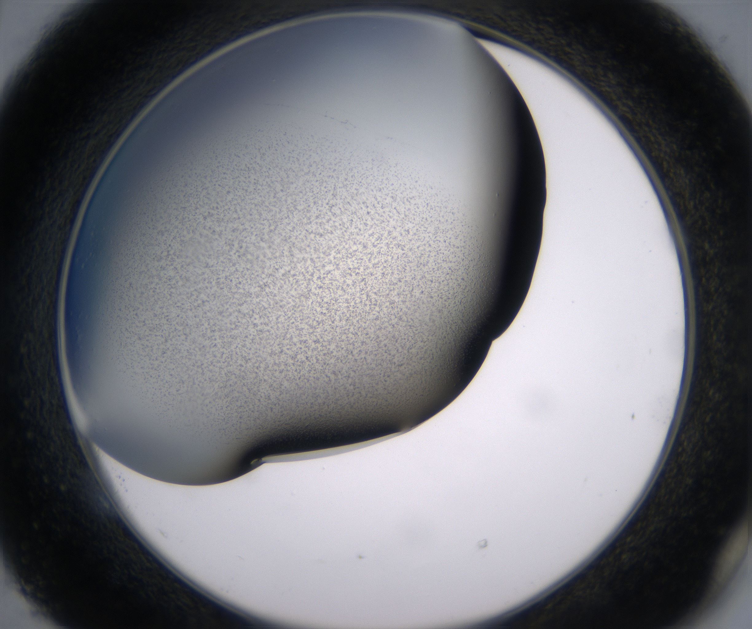 E5_HighResolution_Precipitate_2.jpg