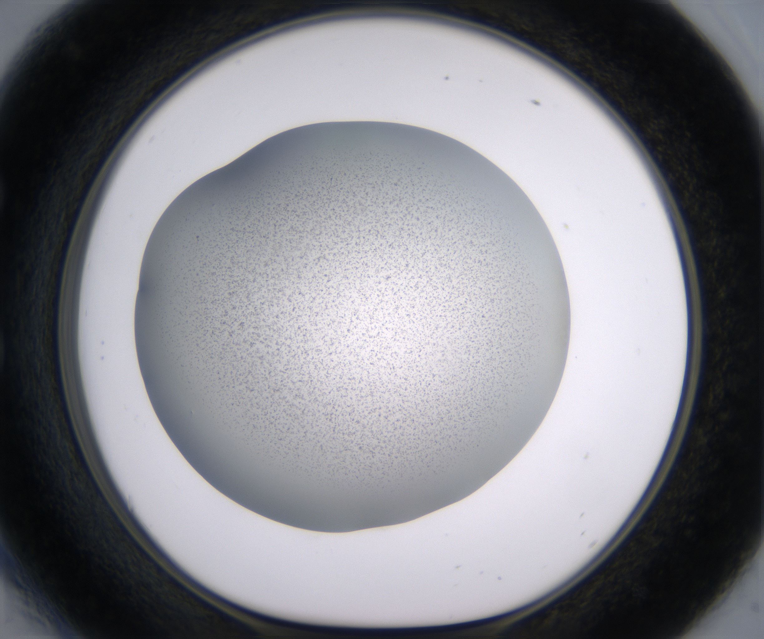 E6_HighResolution_Precipitate_1.jpg