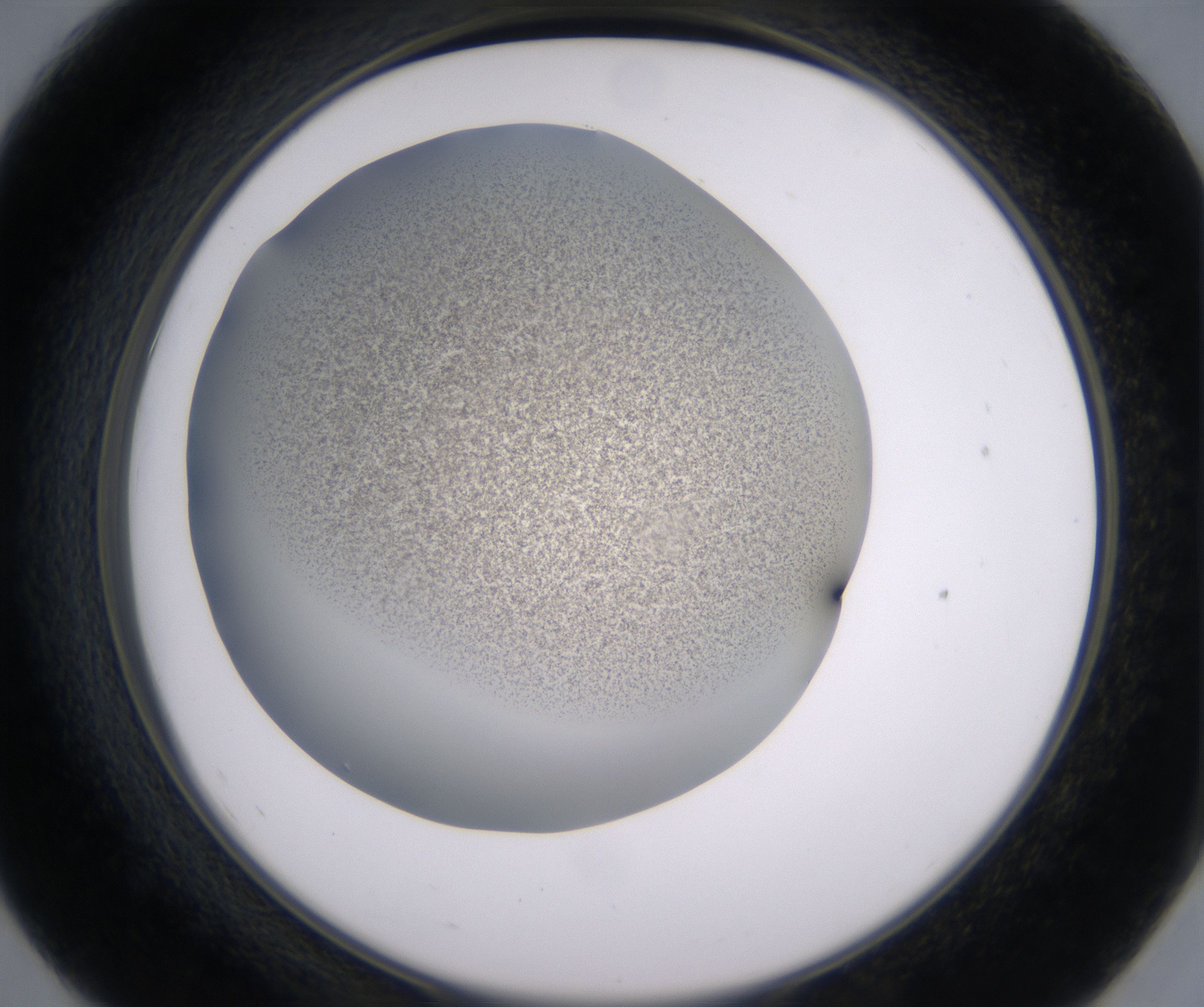 E7_HighResolution_Precipitate_2.jpg
