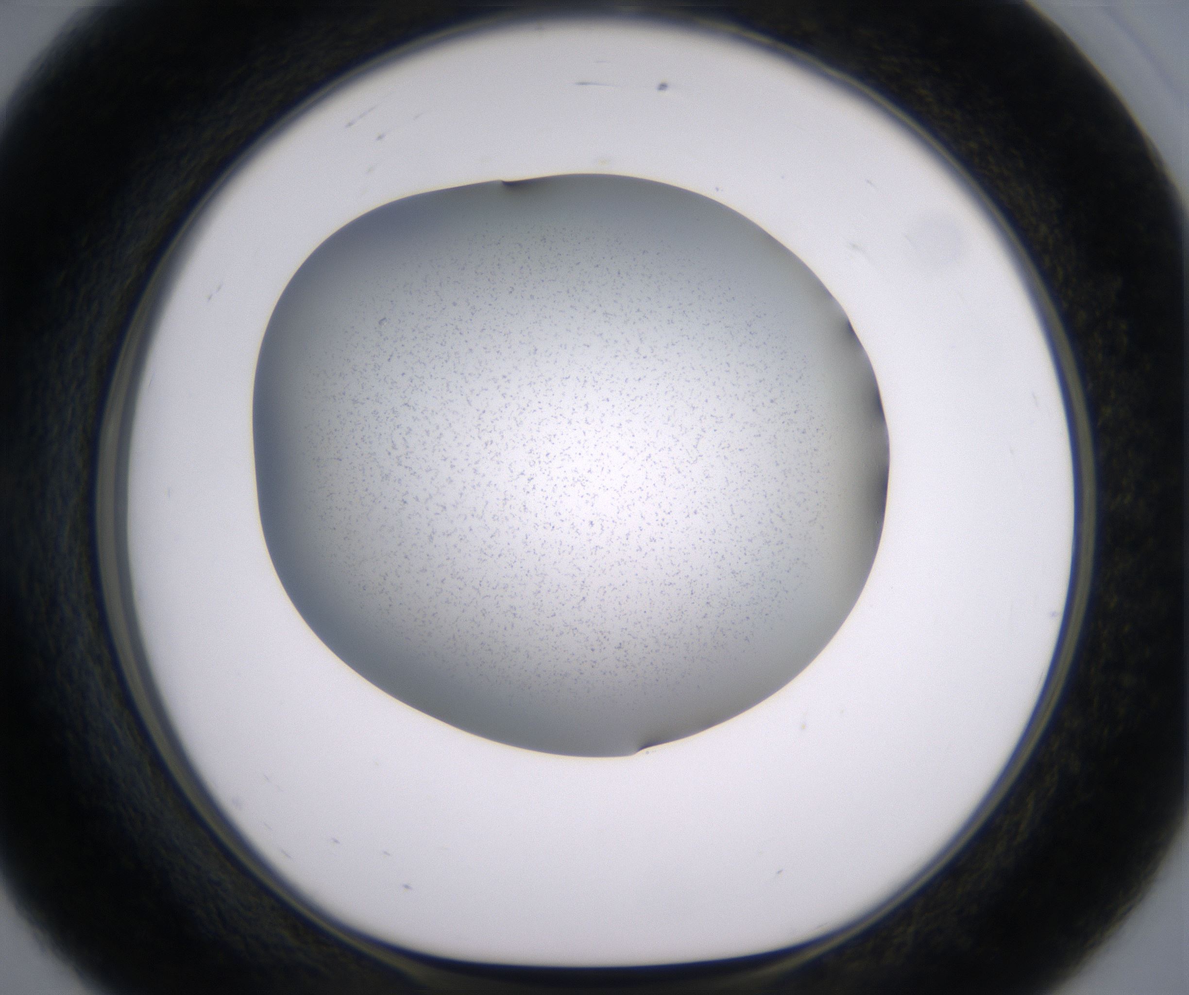 E8_HighResolution_Precipitate_1.jpg