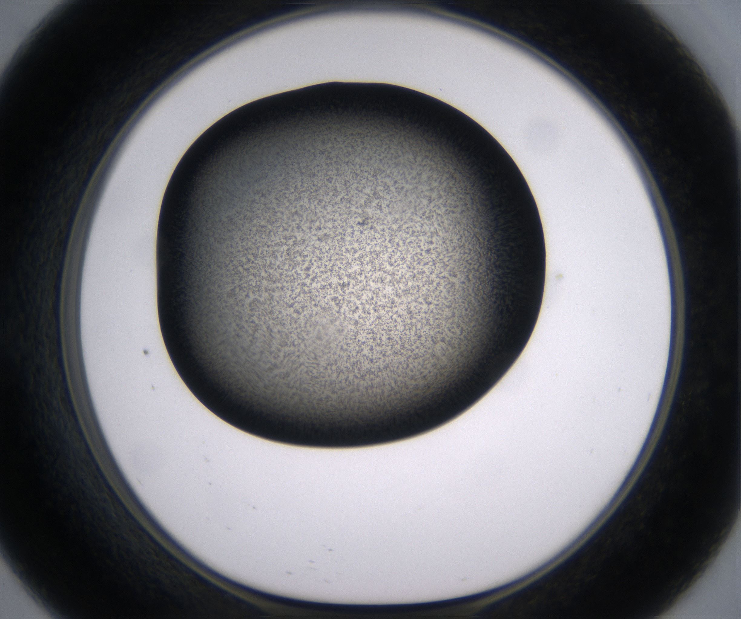 E9_HighResolution_Precipitate_1.jpg