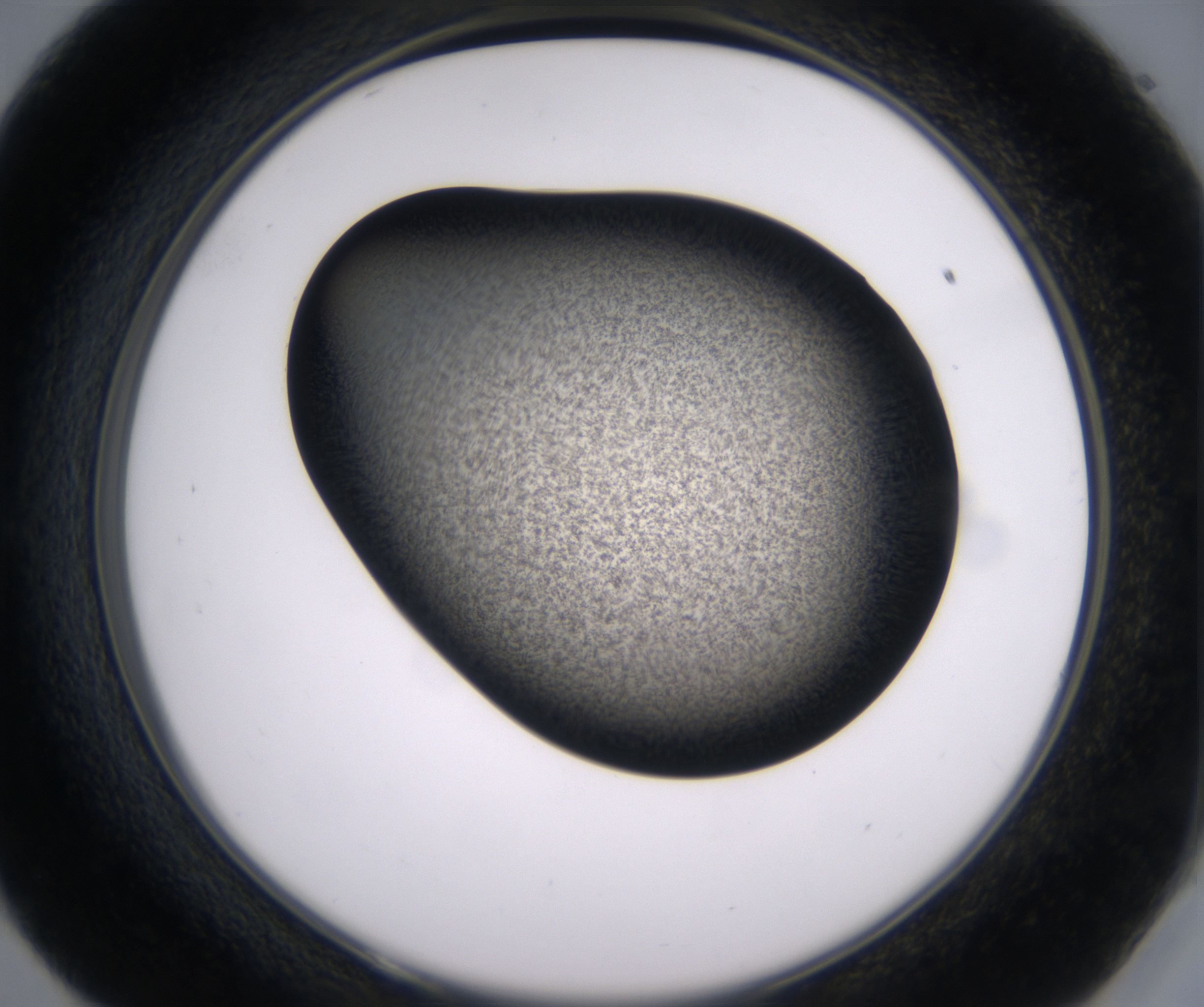 E9_HighResolution_Precipitate_2.jpg