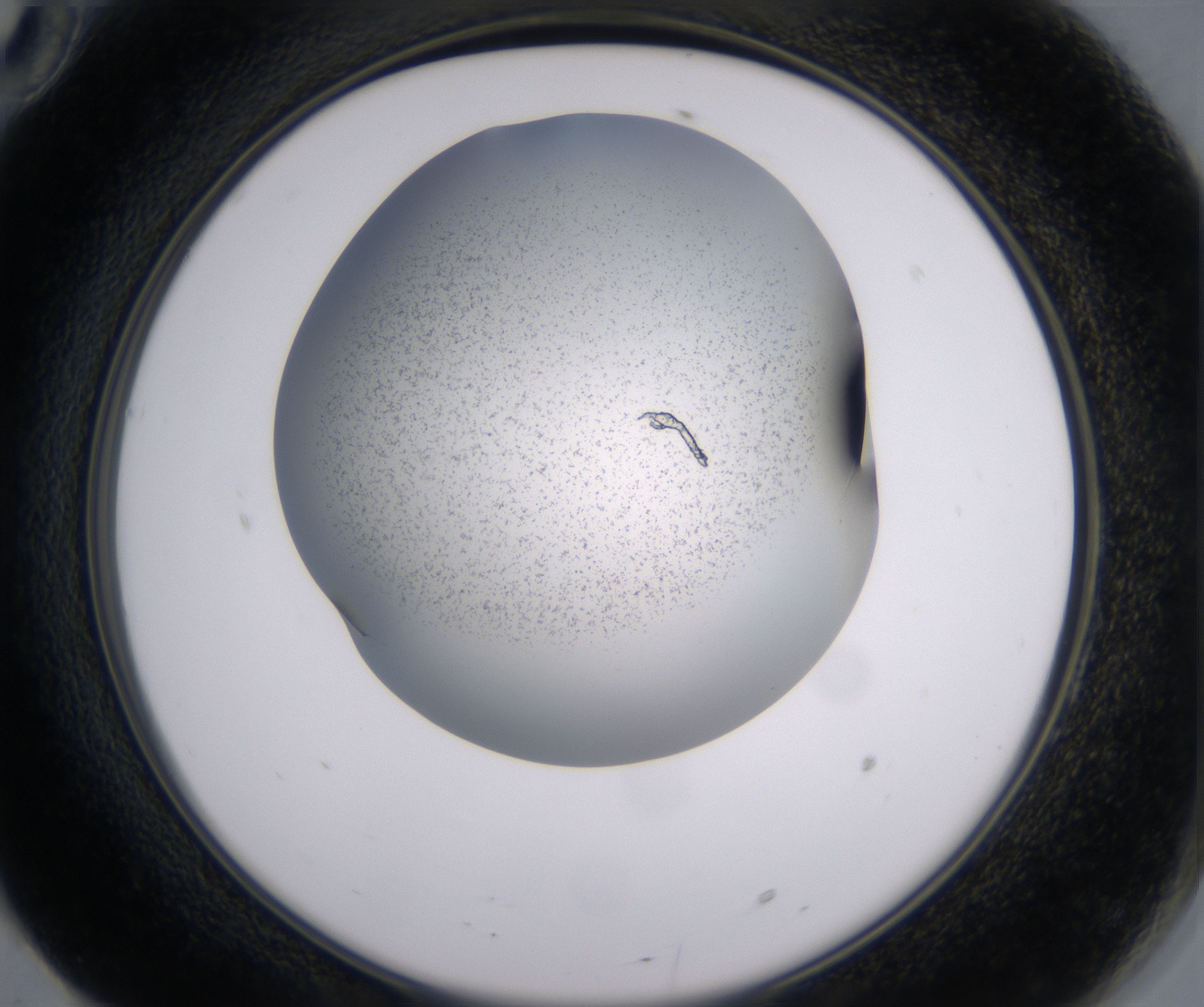 F10_HighResolution_Precipitate_2.jpg