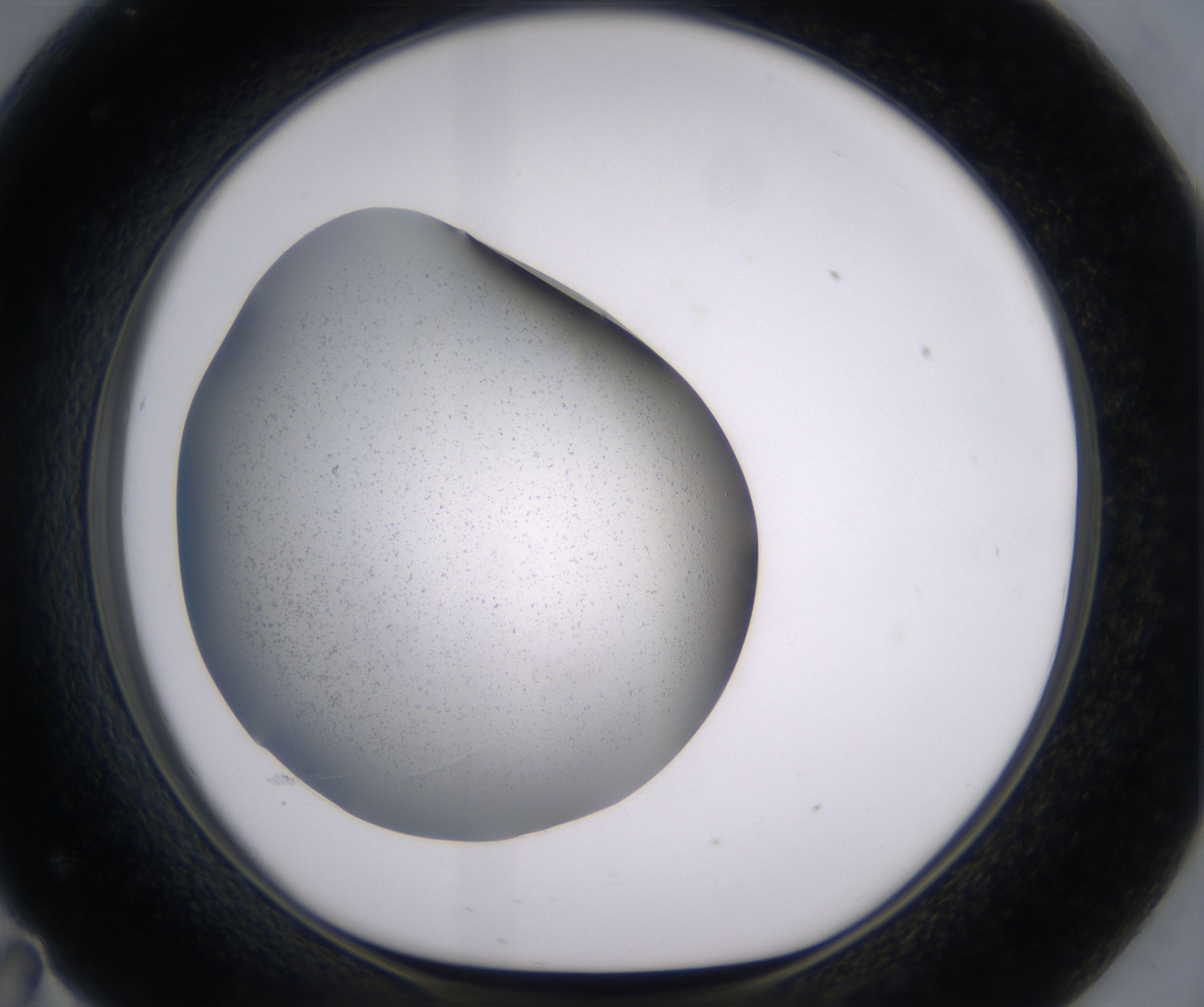 F11_HighResolution_Precipitate_1.jpg
