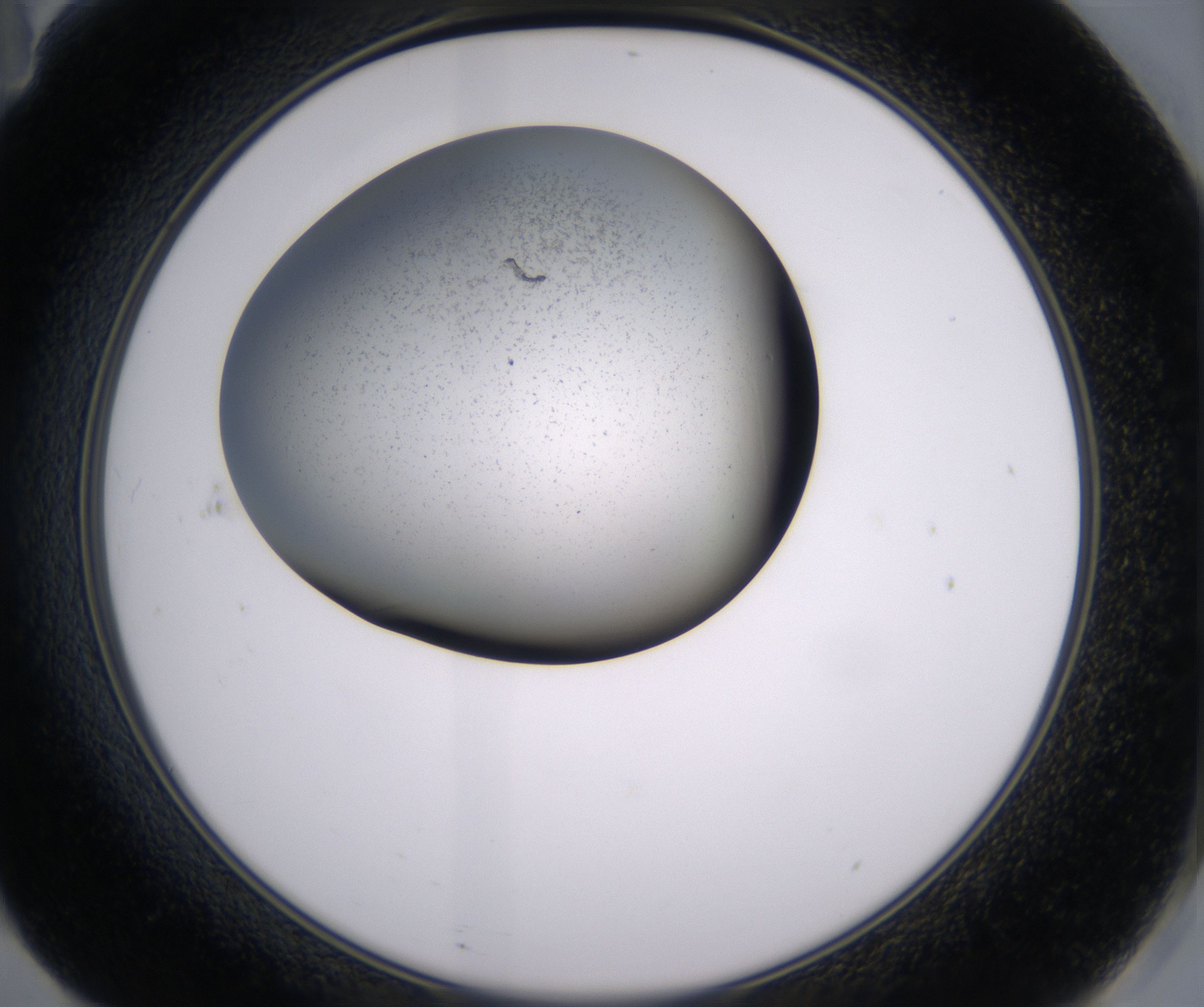 F11_HighResolution_Precipitate_2.jpg