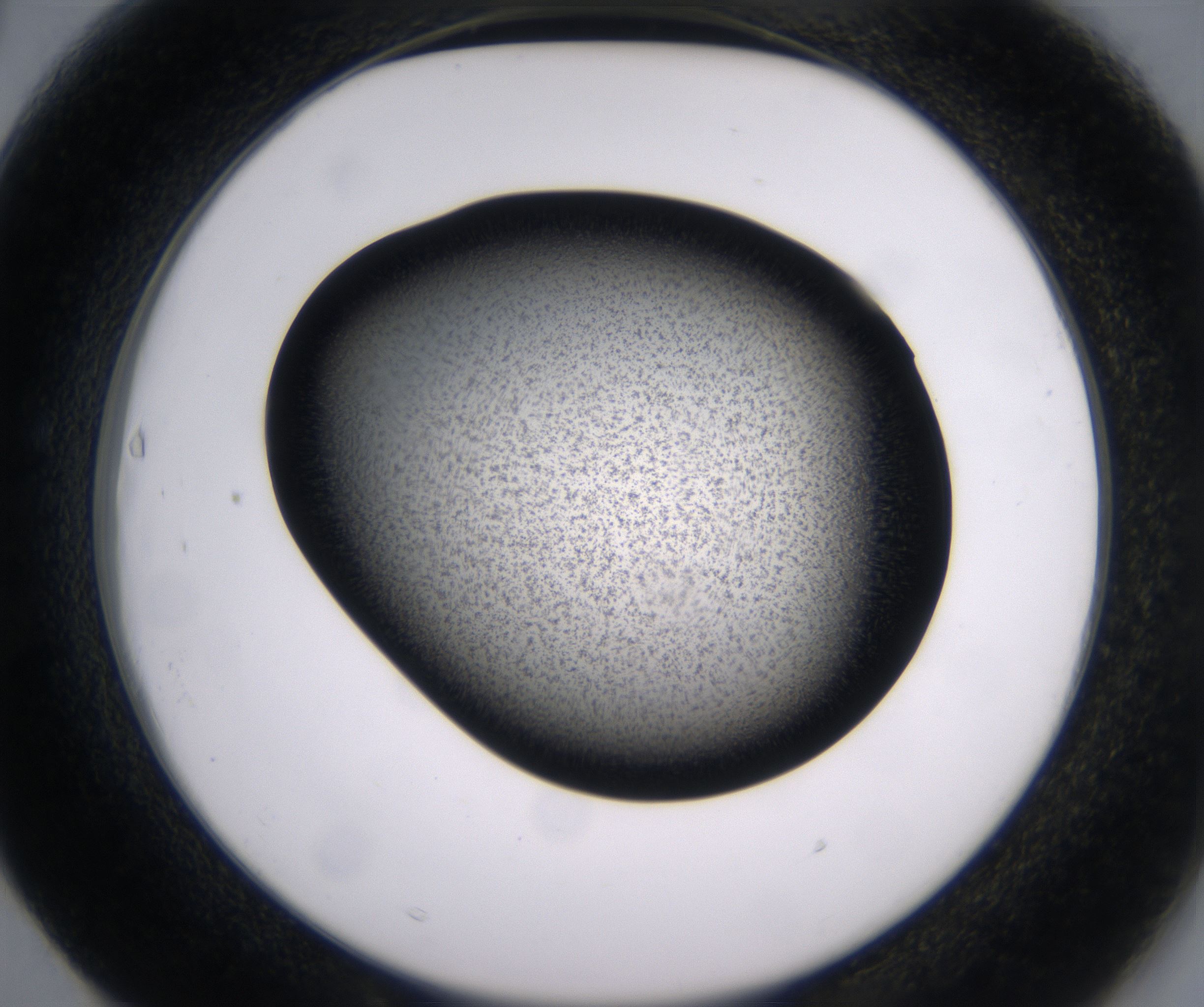 F3_HighResolution_Precipitate_2.jpg