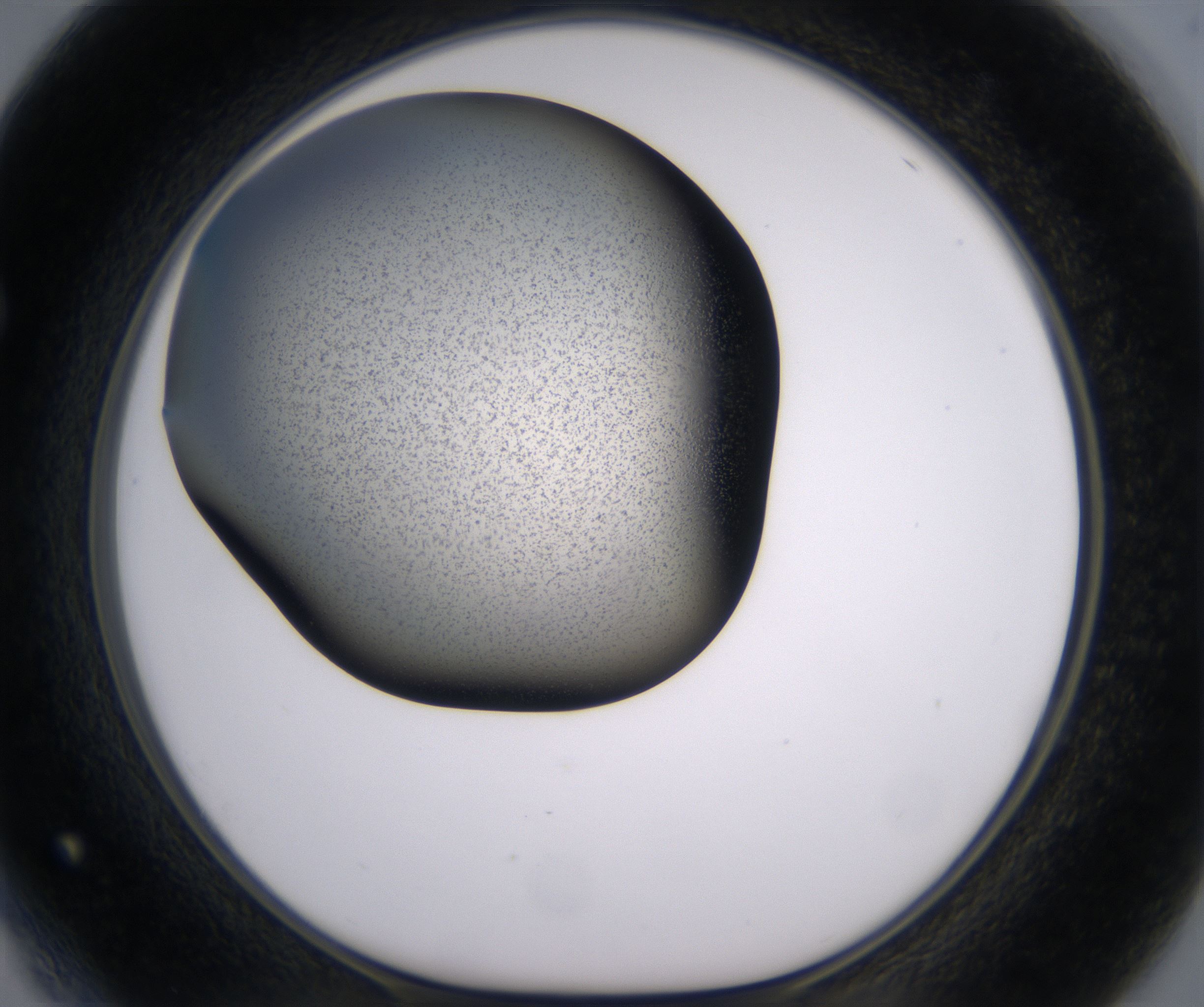 F4_HighResolution_Precipitate_1.jpg