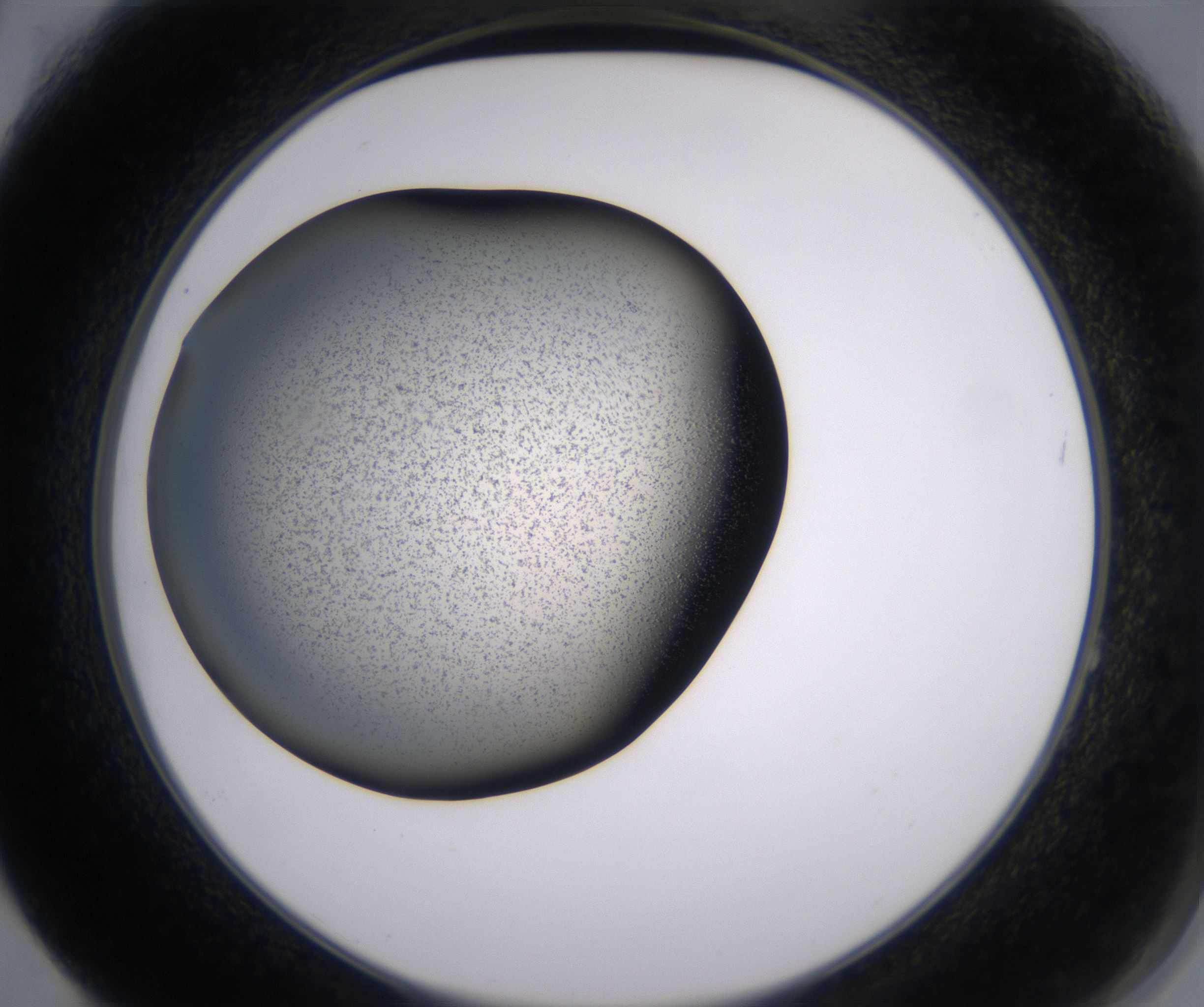 F4_HighResolution_Precipitate_2.jpg