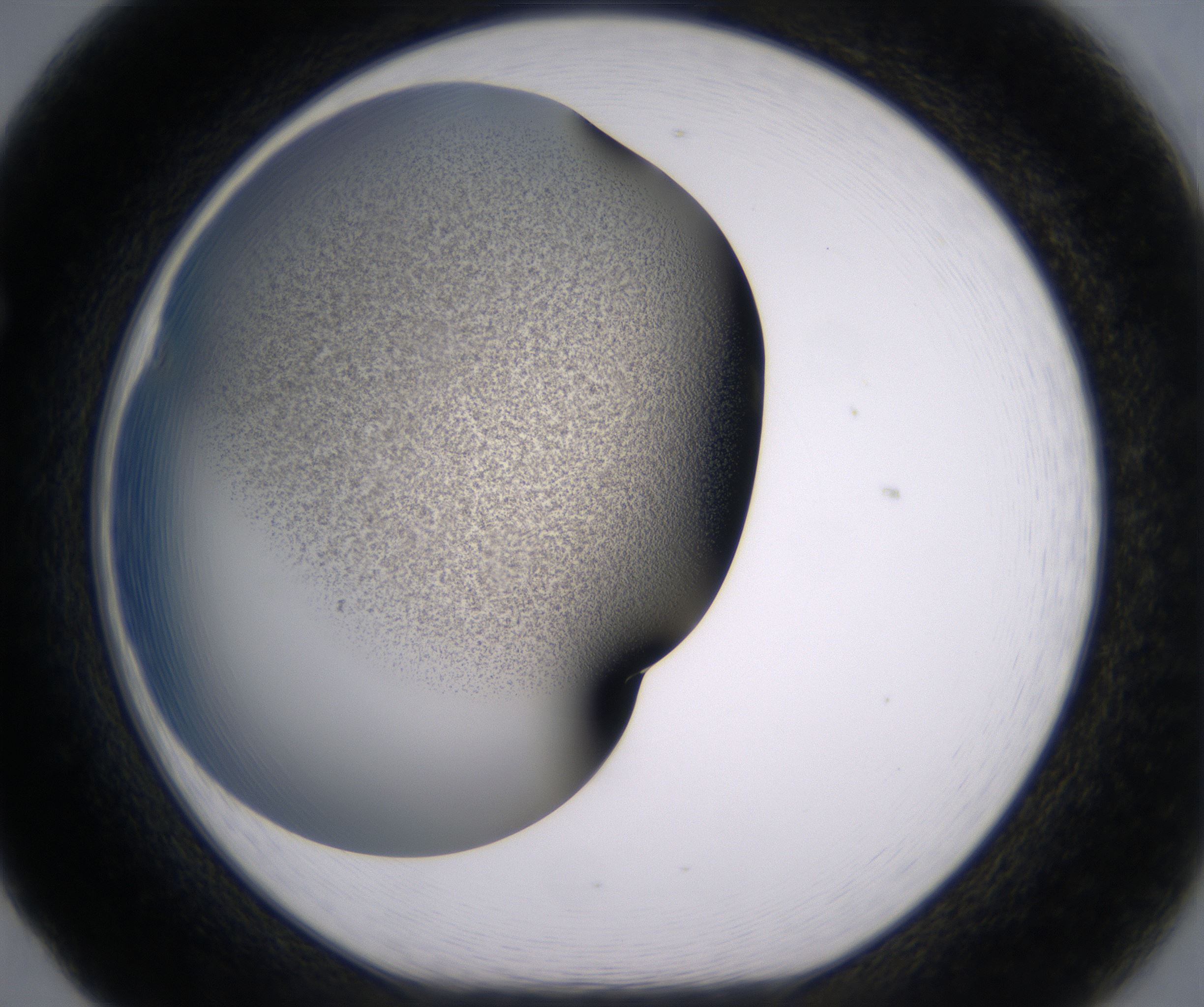 F5_HighResolution_Precipitate_1.jpg