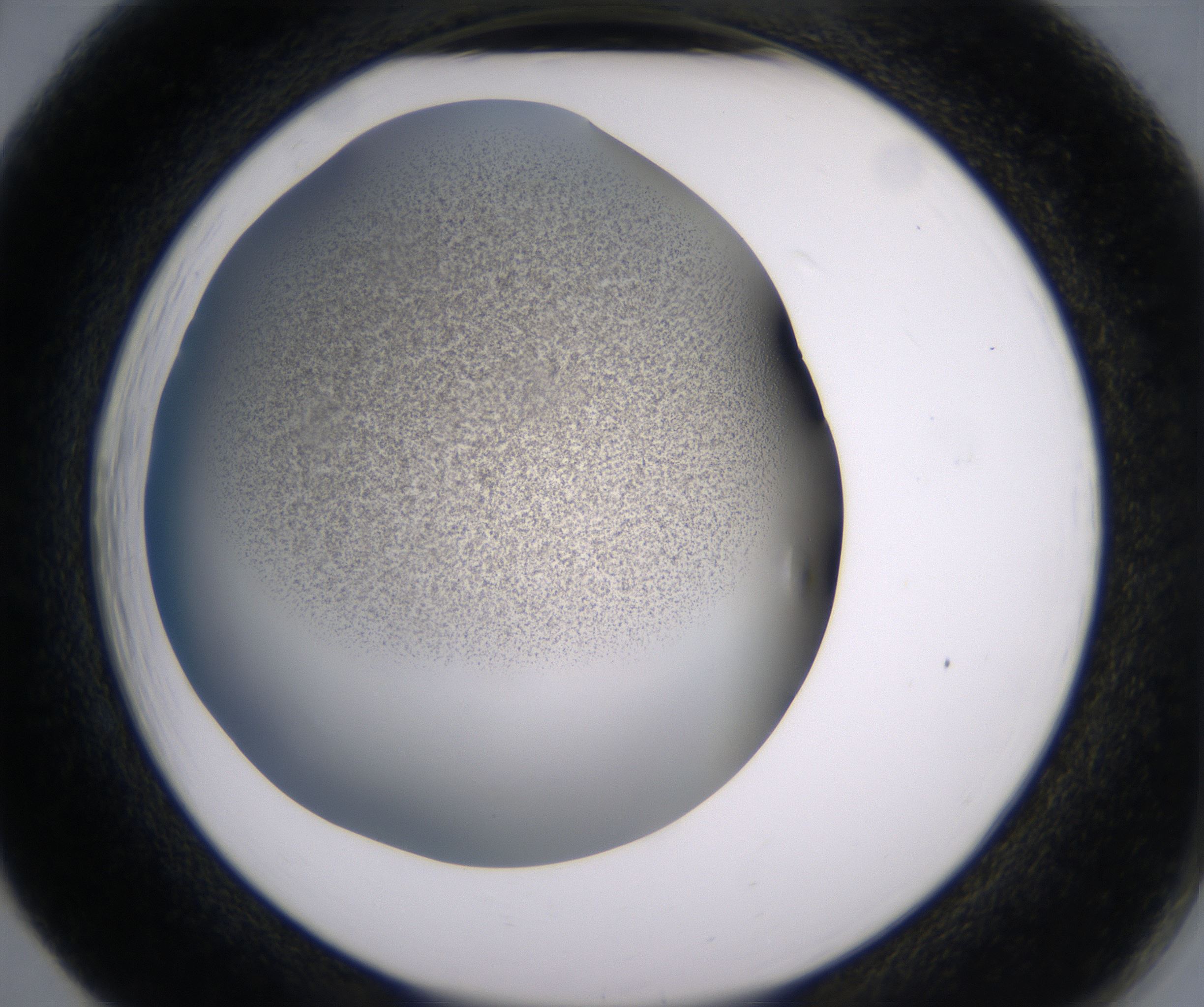 F5_HighResolution_Precipitate_2.jpg