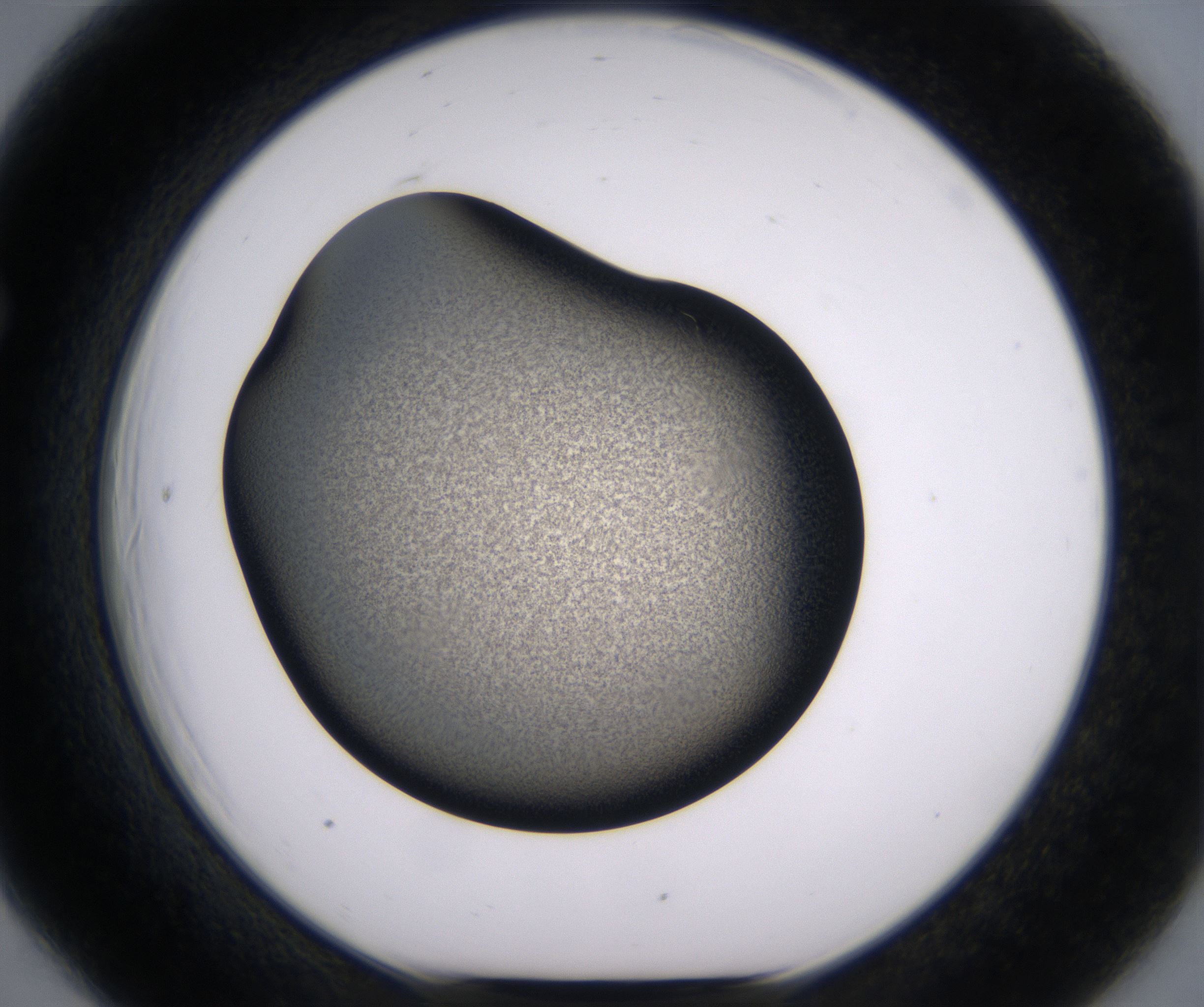 F6_HighResolution_Precipitate_1.jpg