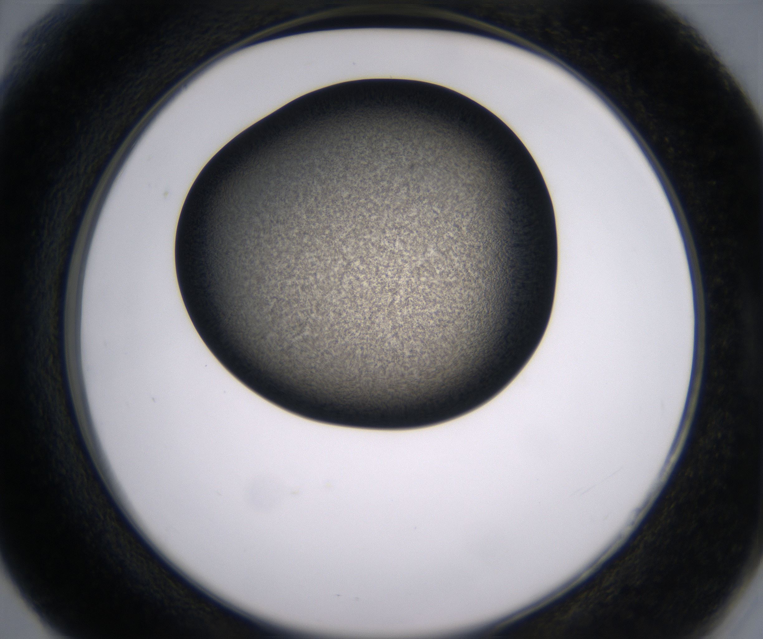 F6_HighResolution_Precipitate_2.jpg