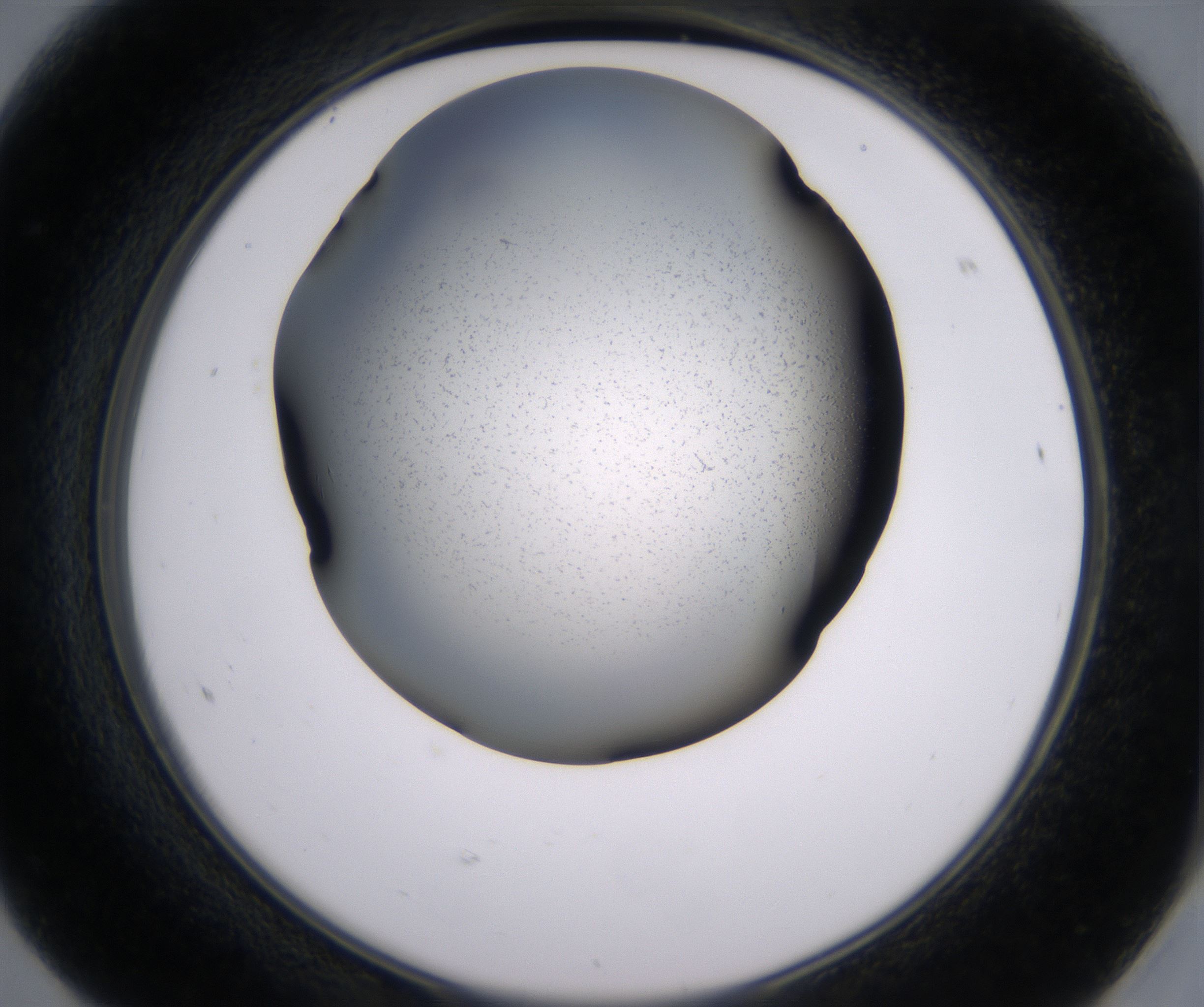 F8_HighResolution_Precipitate_2.jpg