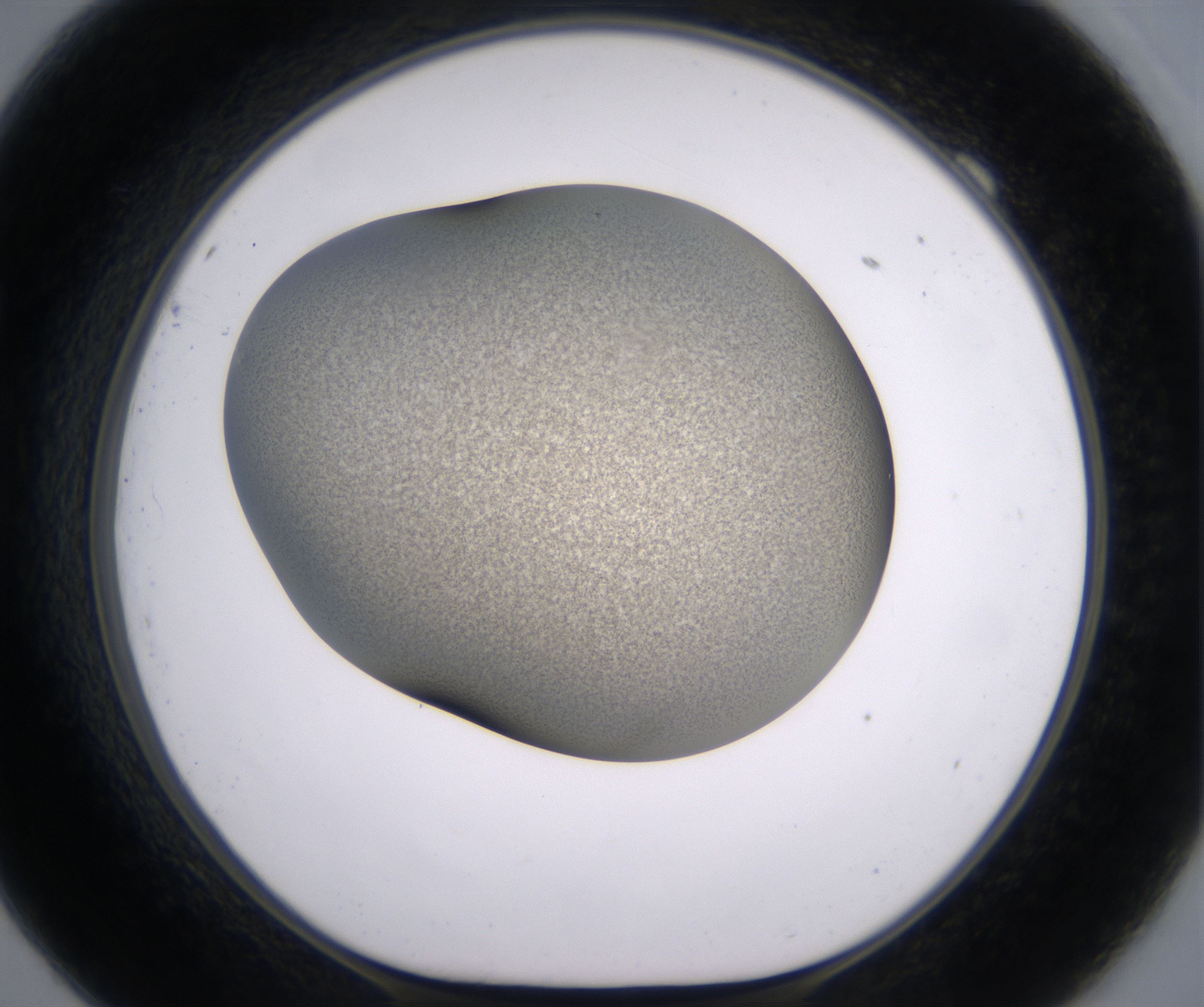 F9_HighResolution_Precipitate_1.jpg
