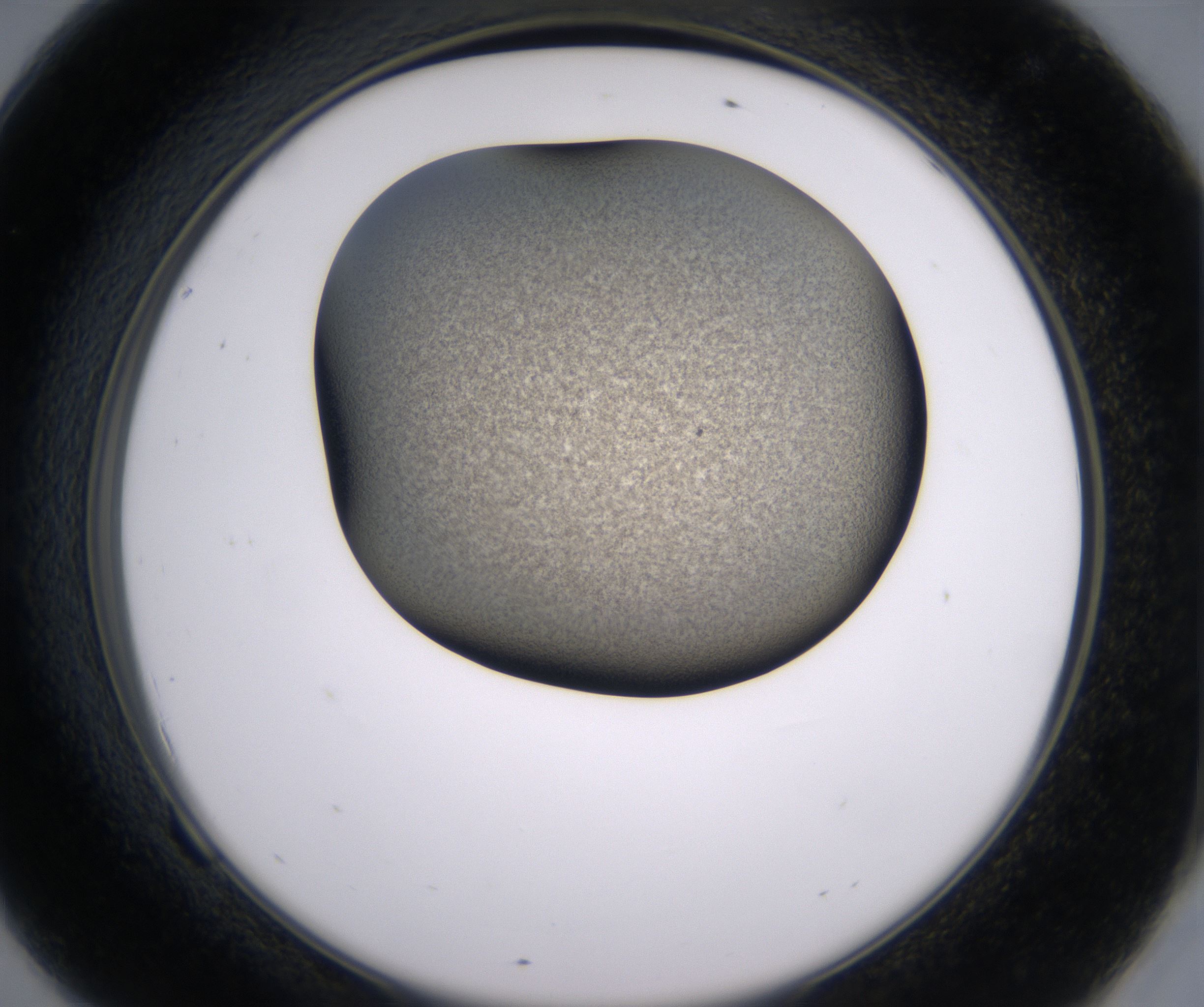 F9_HighResolution_Precipitate_2.jpg