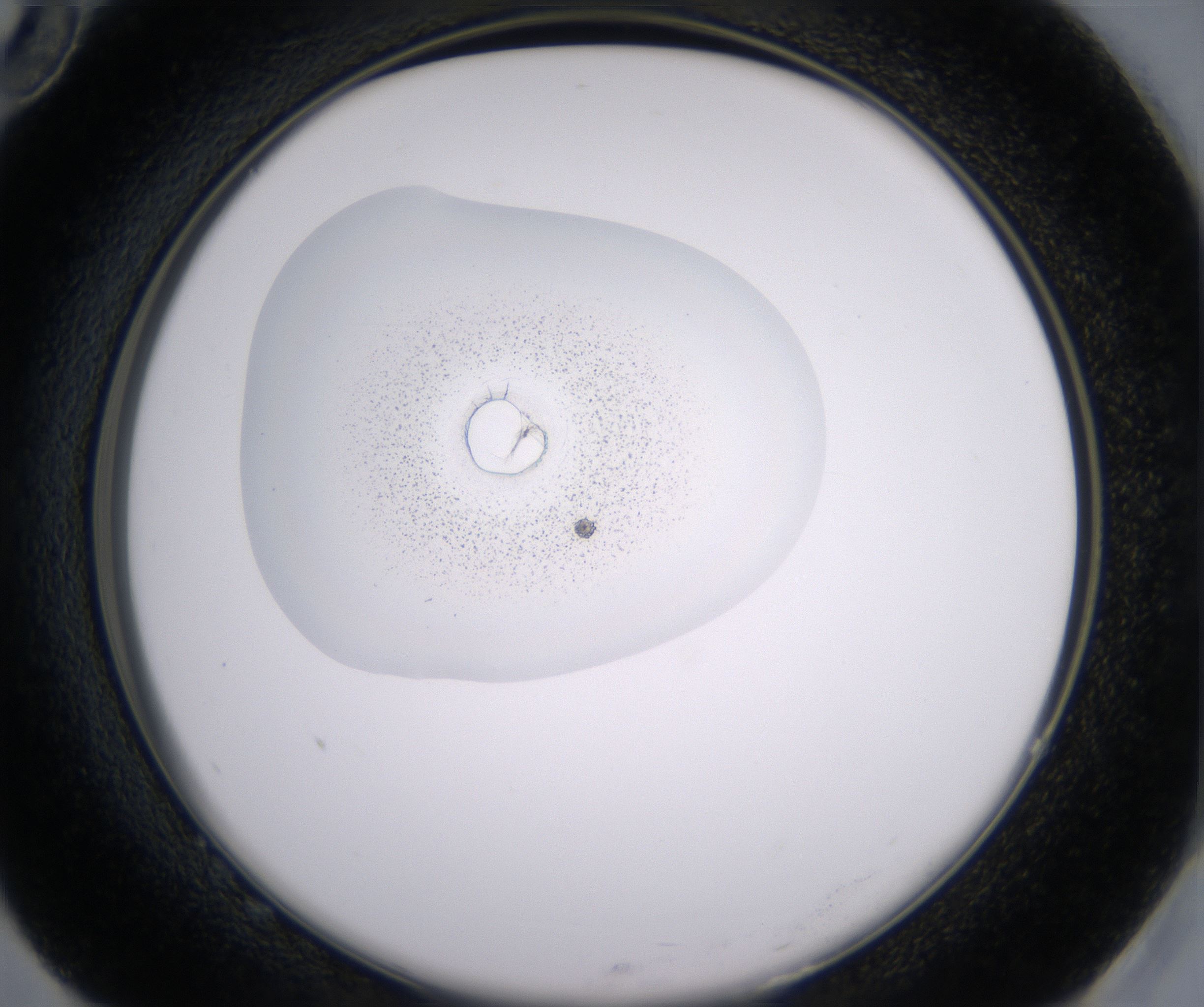 G10_HighResolution_Precipitate_2.jpg
