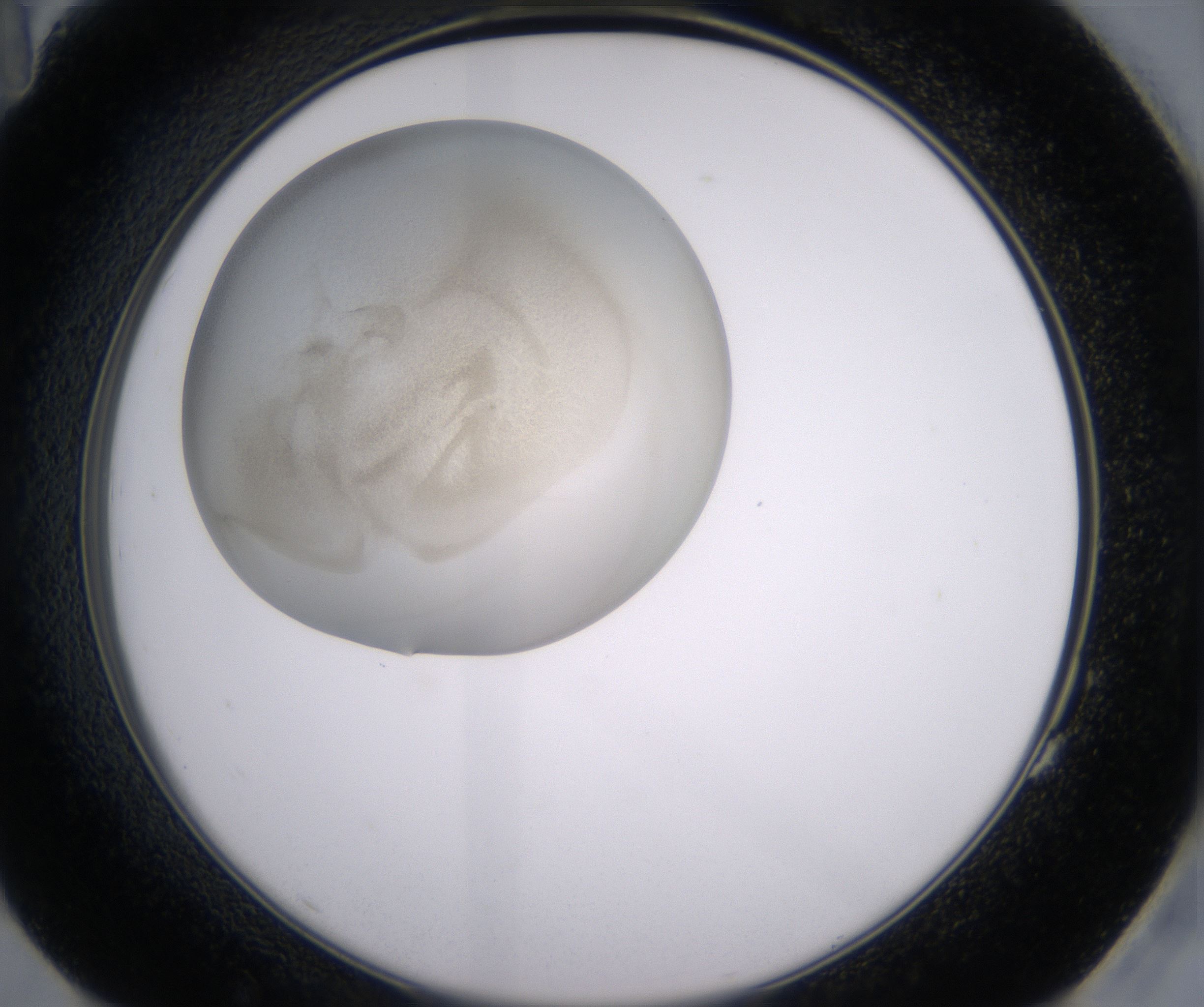 G11_HighResolution_Precipitate_2.jpg