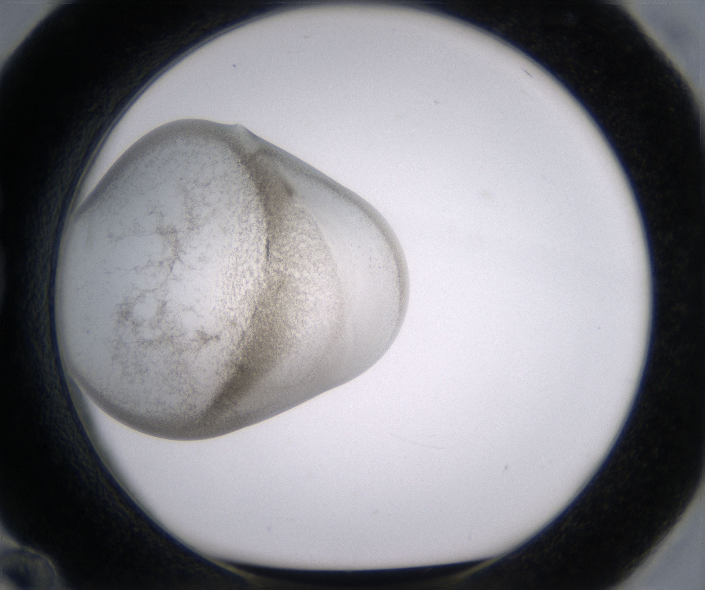 G12_HighResolution_Precipitate_1.jpg
