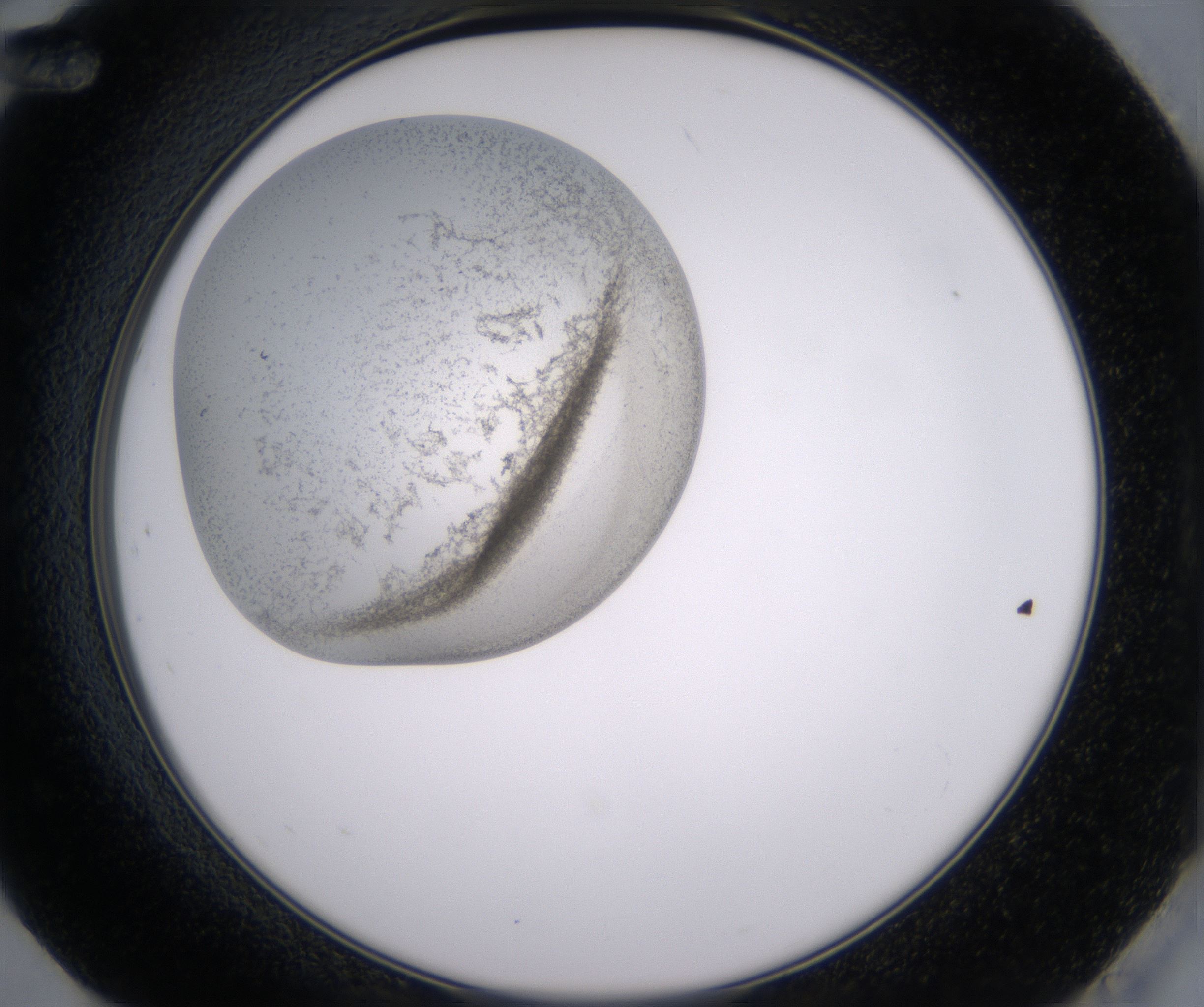 G12_HighResolution_Precipitate_2.jpg