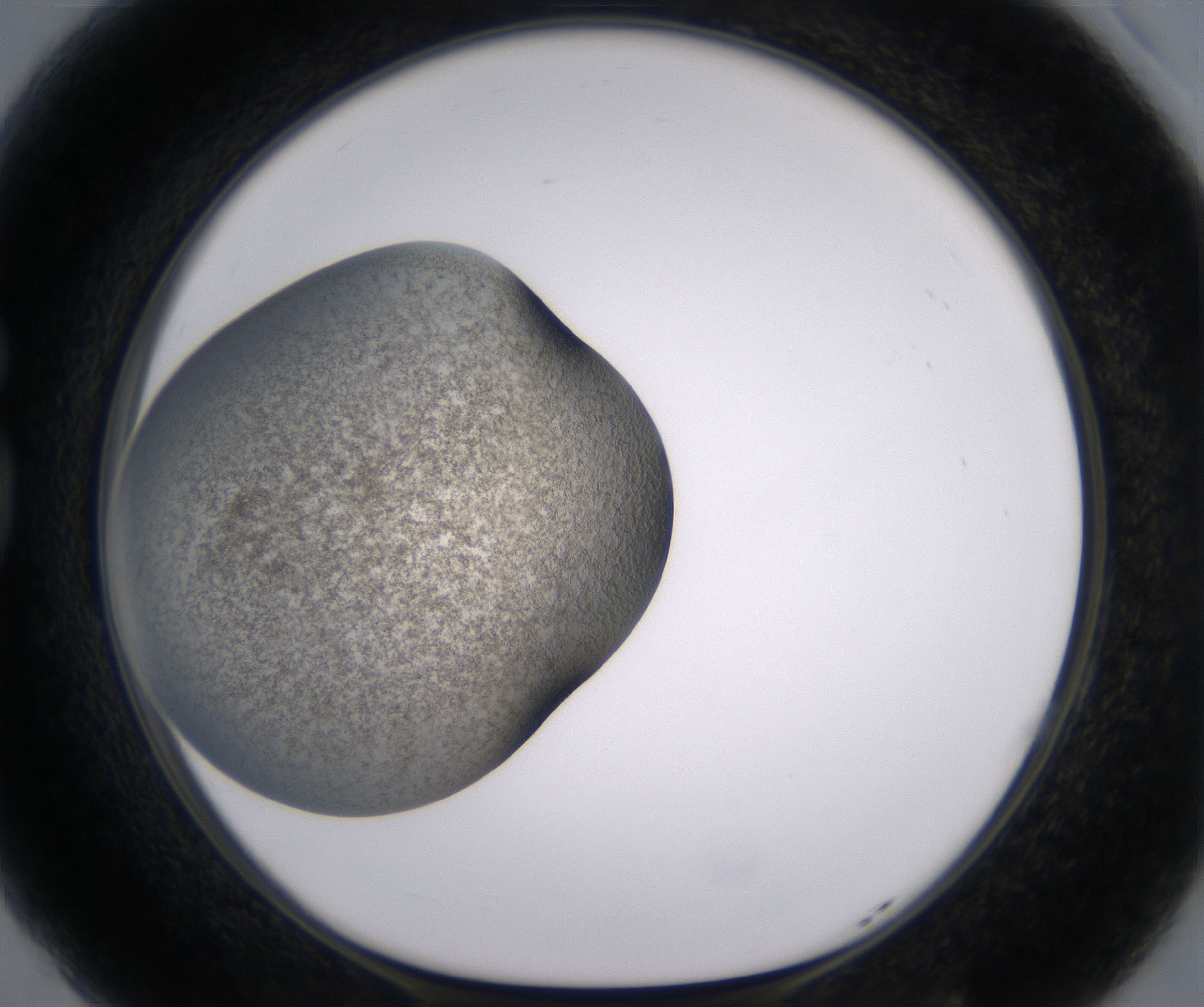 G5_HighResolution_Precipitate_1.jpg