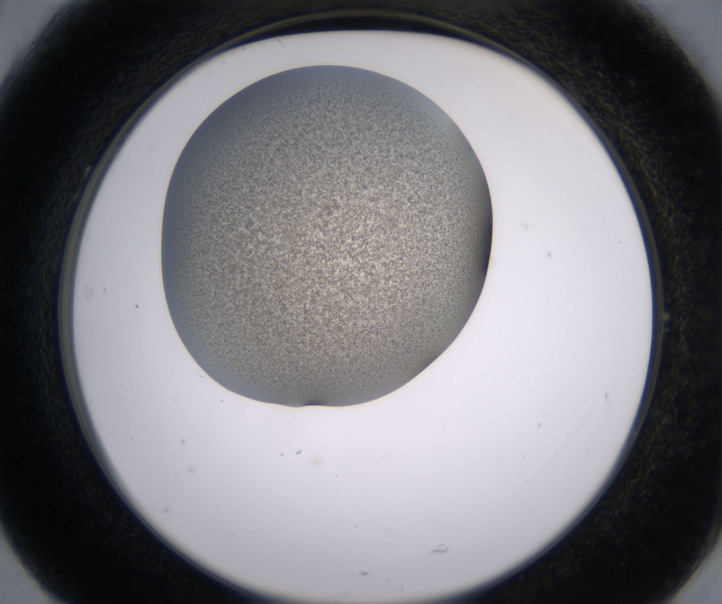 G5_HighResolution_Precipitate_2.jpg