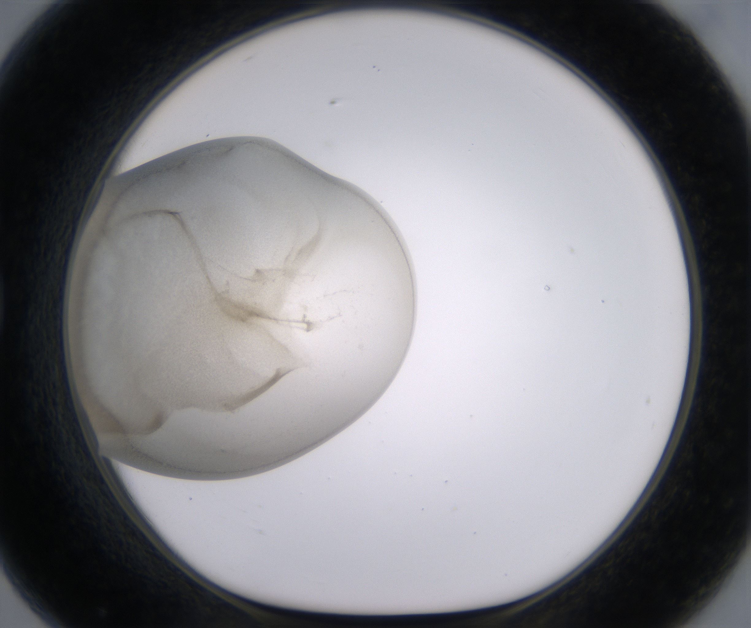 G7_HighResolution_Precipitate_1.jpg