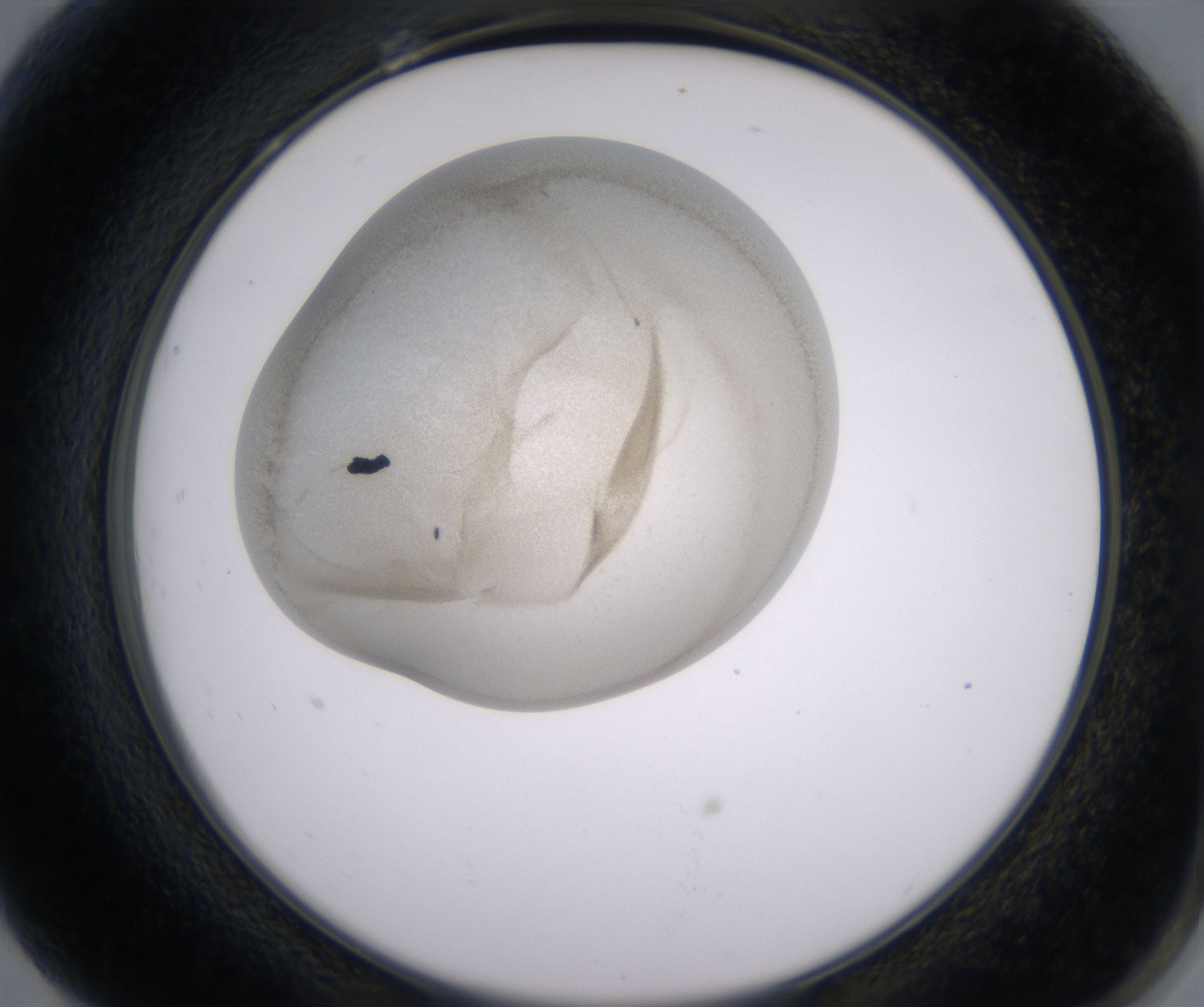 G7_HighResolution_Precipitate_2.jpg