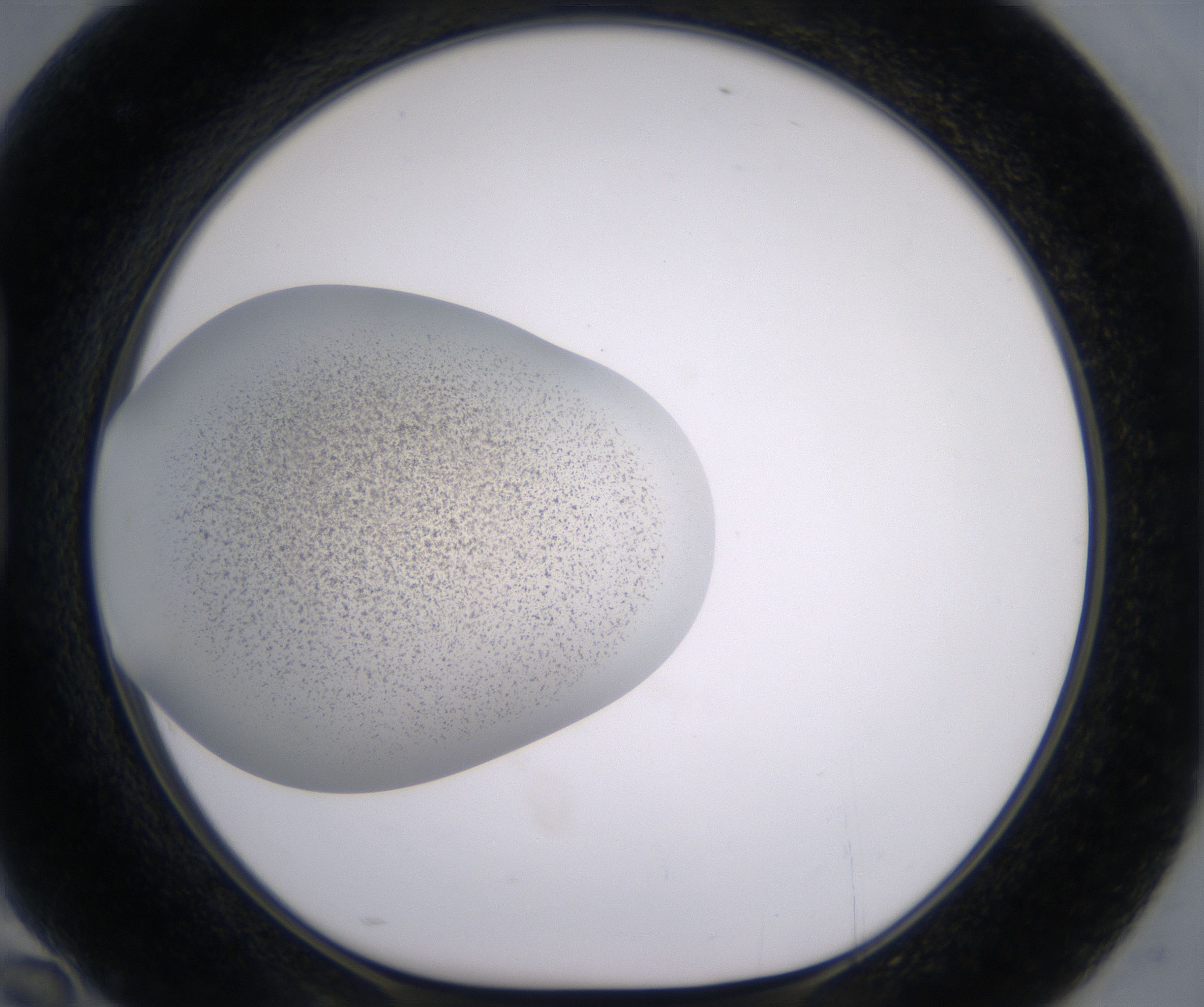 H10_HighResolution_Precipitate_1.jpg