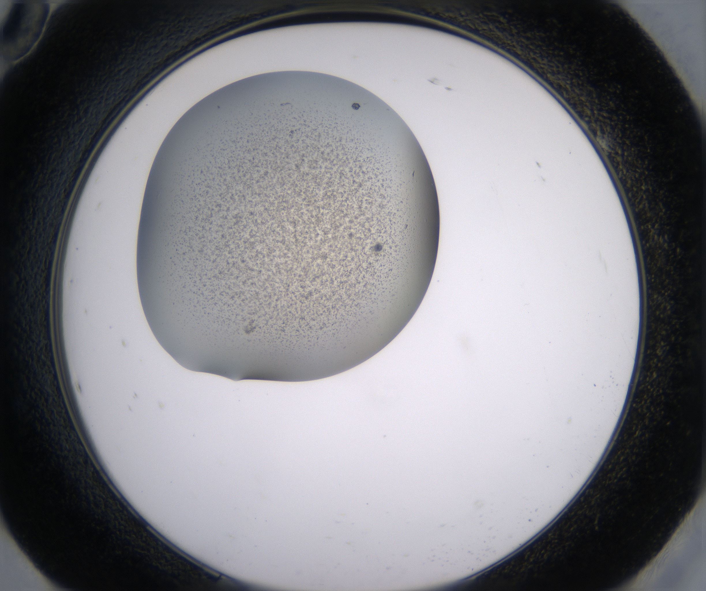 H10_HighResolution_Precipitate_2.jpg