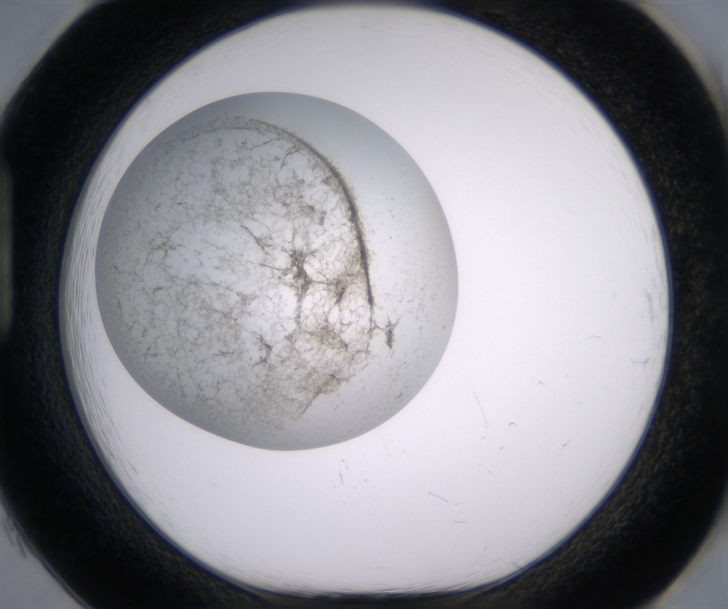 H1_HighResolution_Precipitate_1.jpg