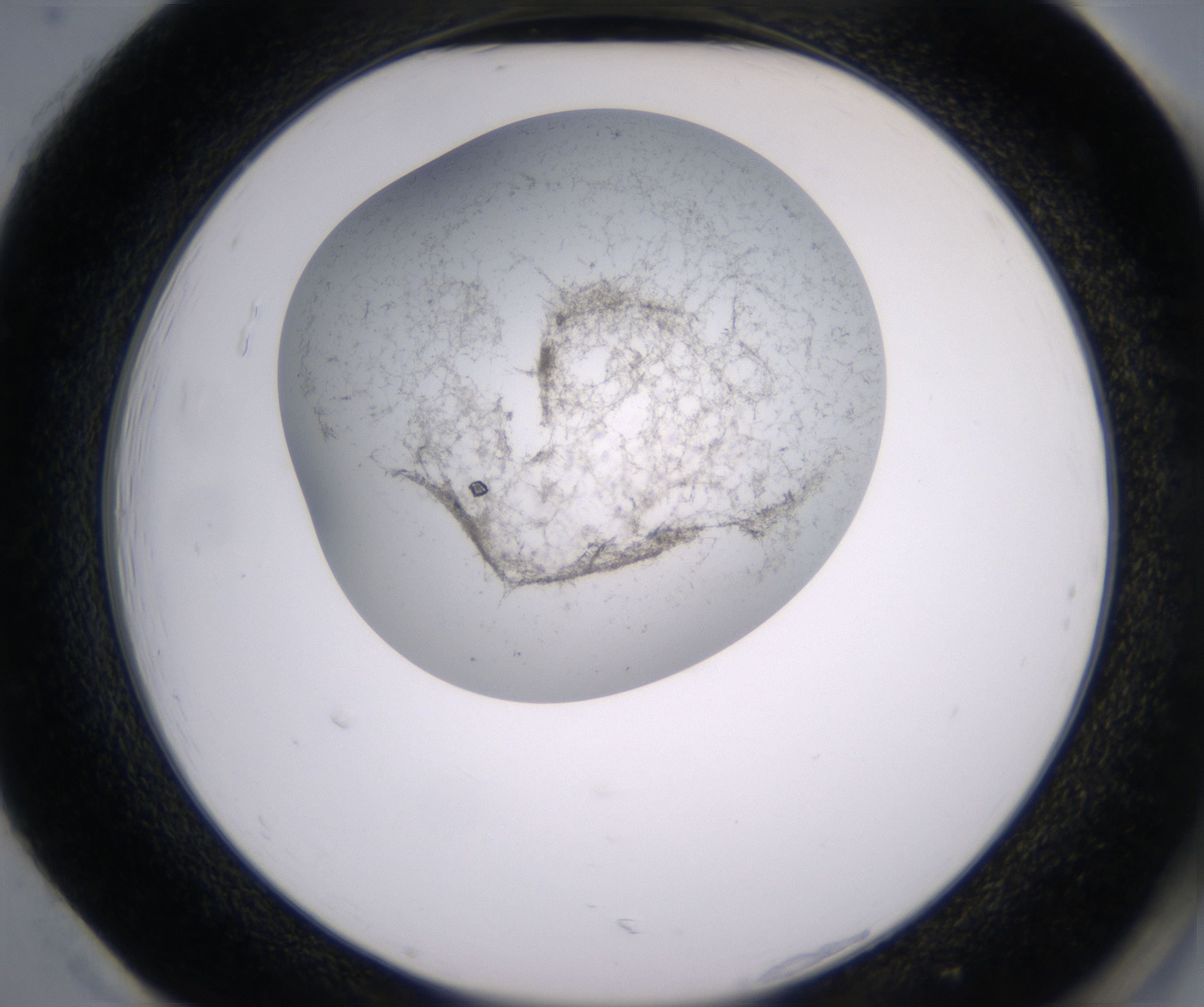 H1_HighResolution_Precipitate_2.jpg