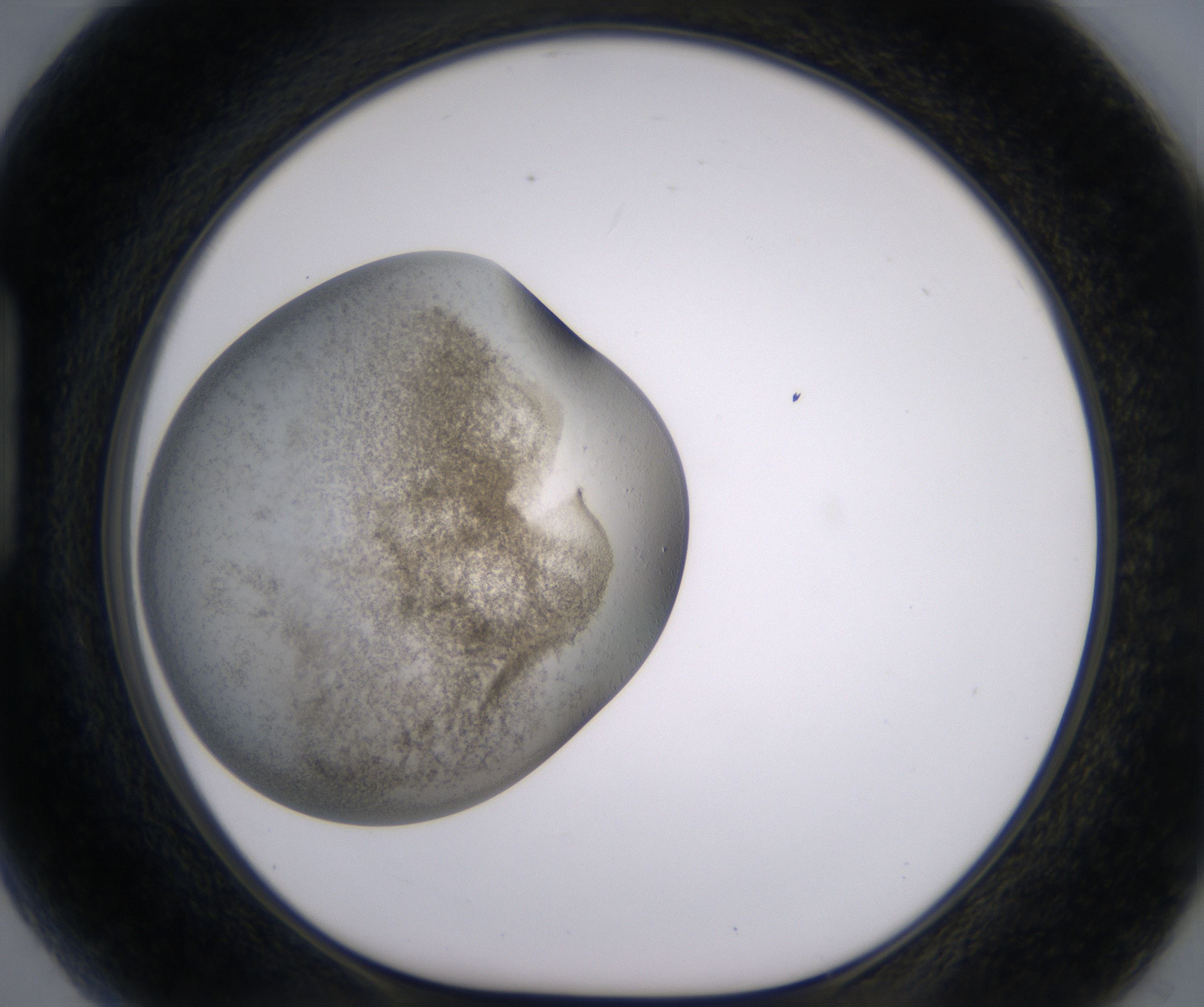 H5_HighResolution_Precipitate_1.jpg