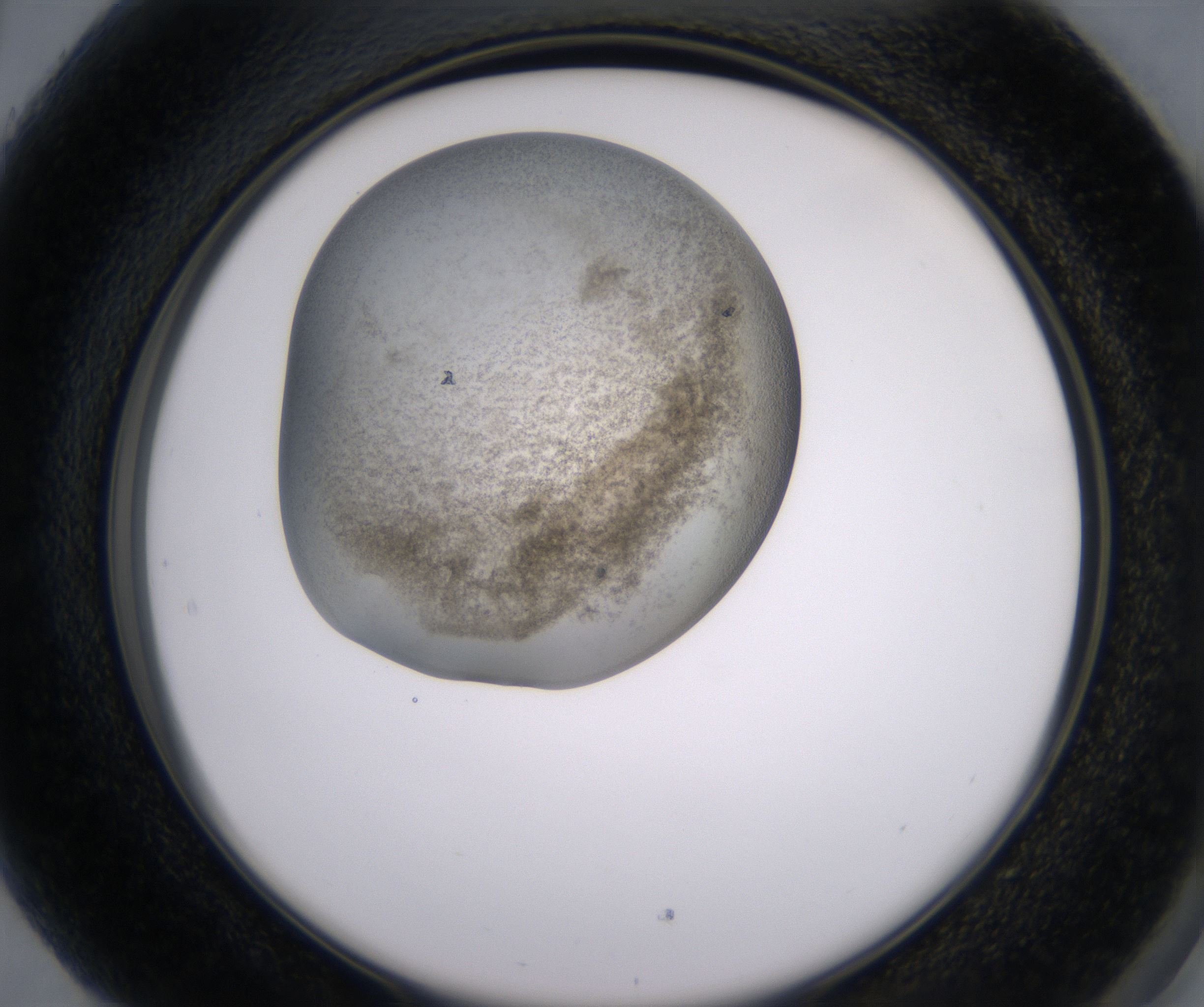 H5_HighResolution_Precipitate_2.jpg