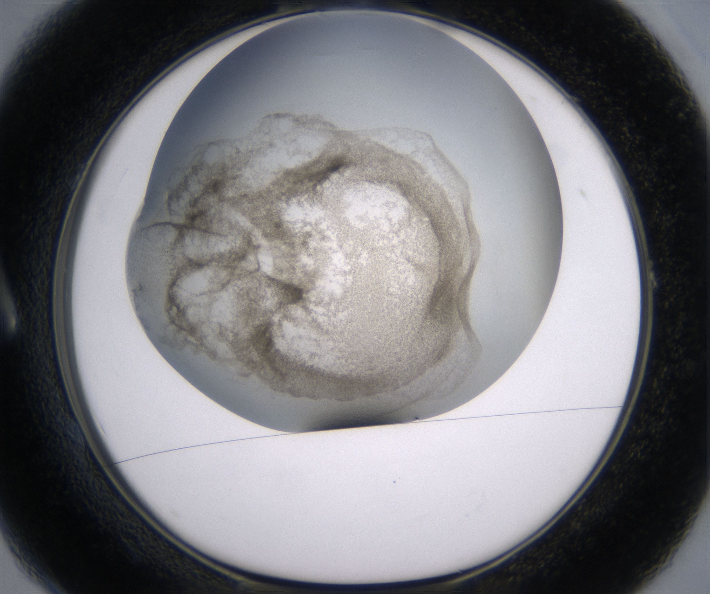 A1_HighResolution_Precipitate_1.jpg