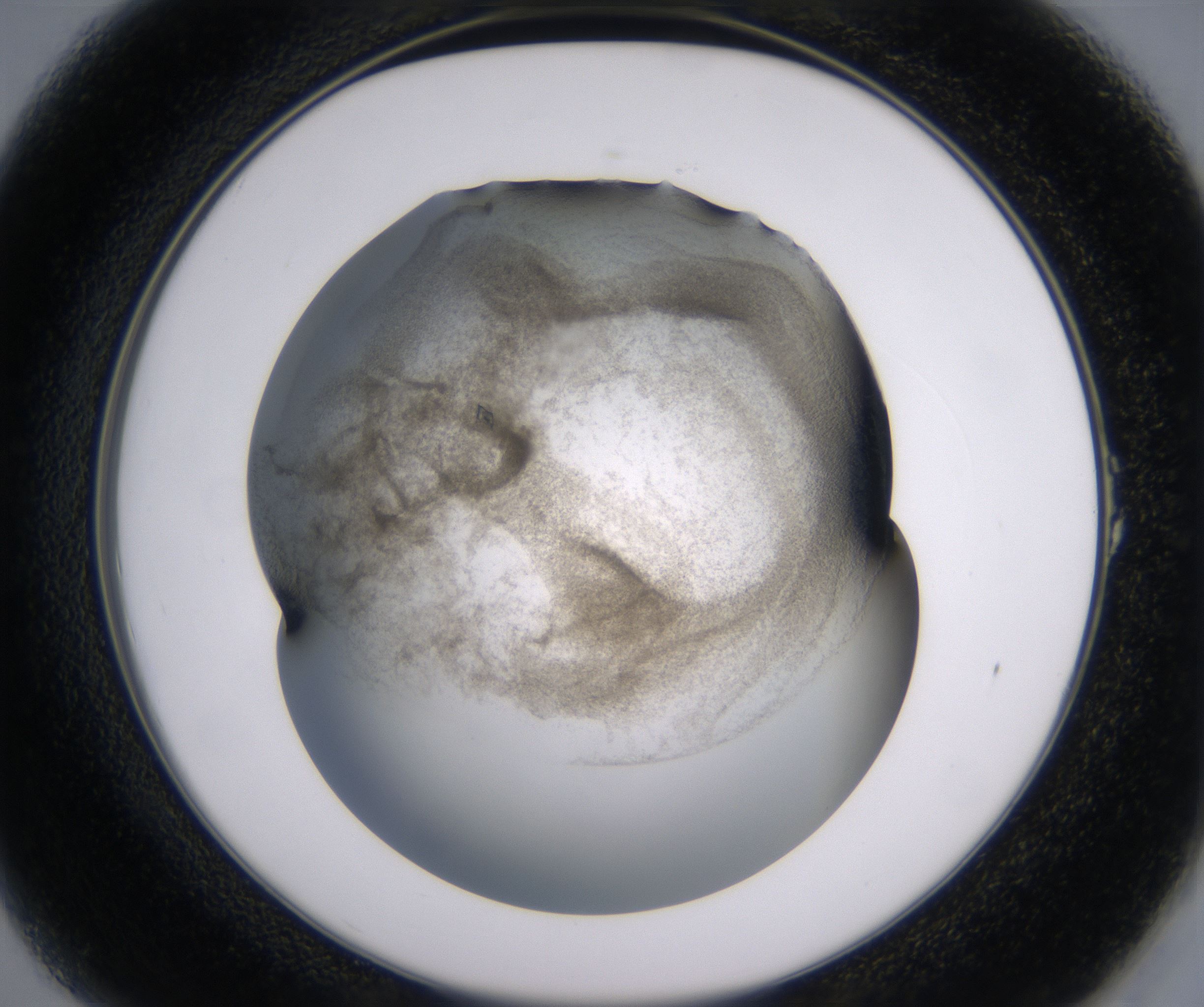 A1_HighResolution_Precipitate_2.jpg