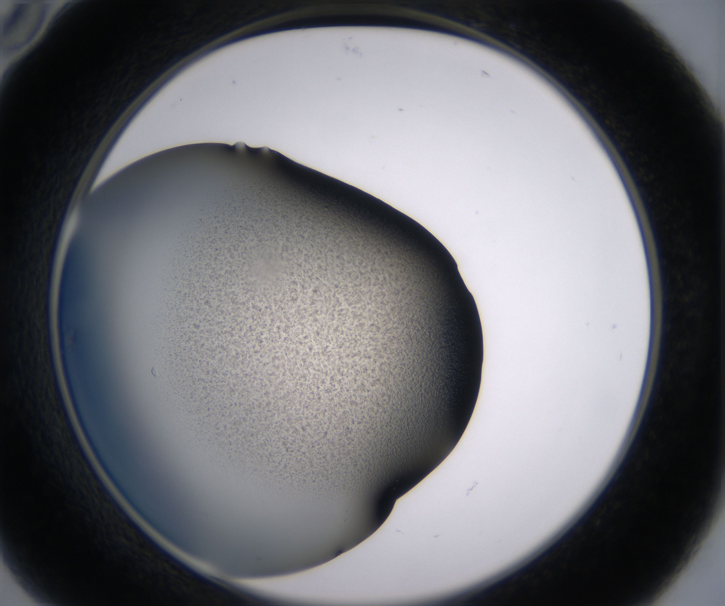 B10_HighResolution_Precipitate_2.jpg