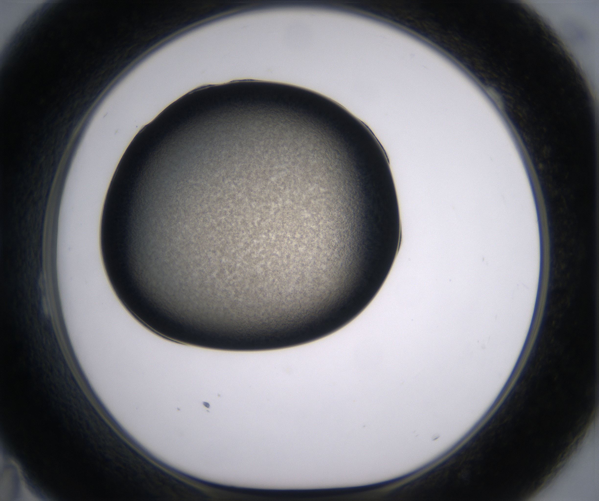 B11_HighResolution_Precipitate_1.jpg