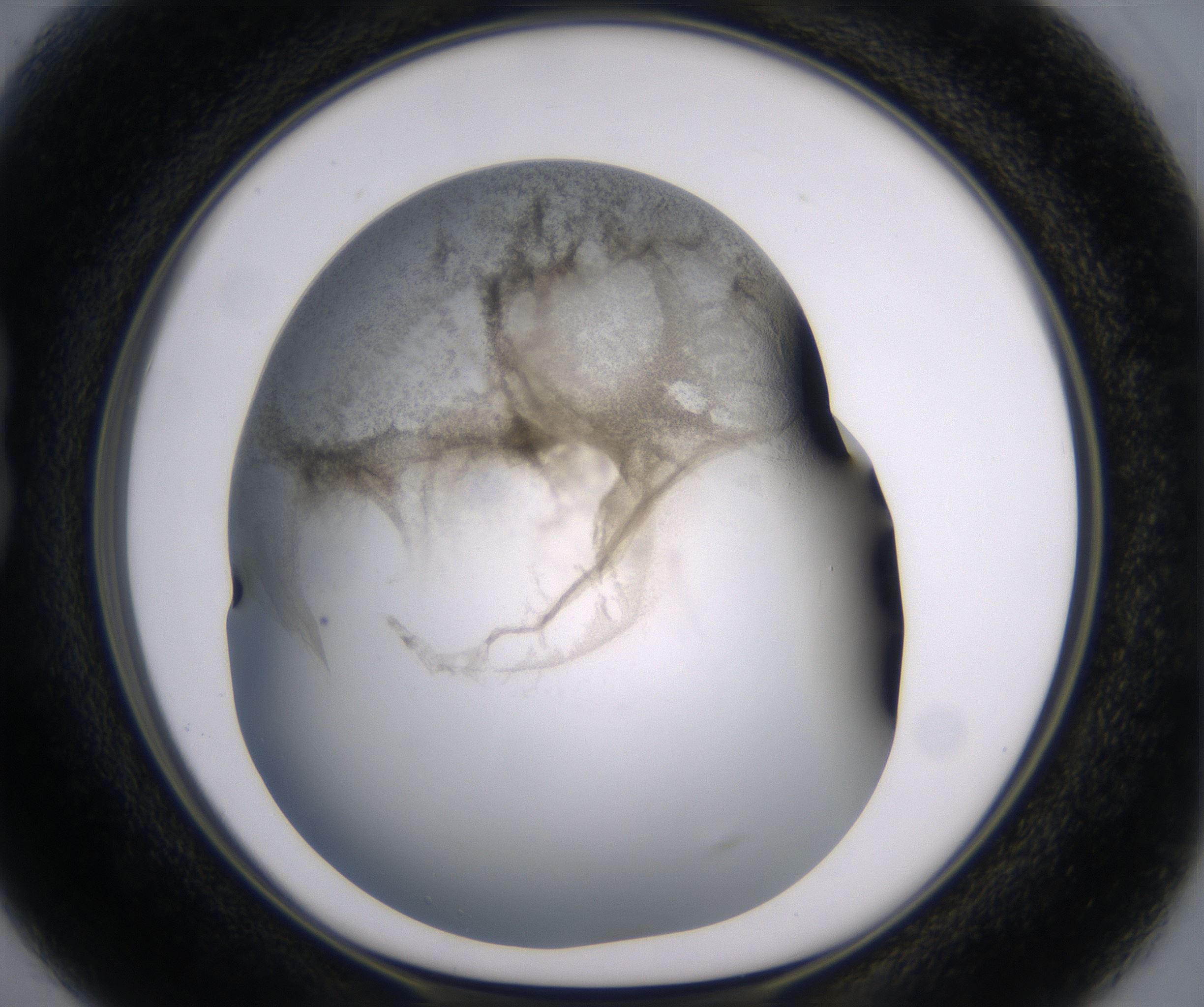B3_HighResolution_Precipitate_1.jpg