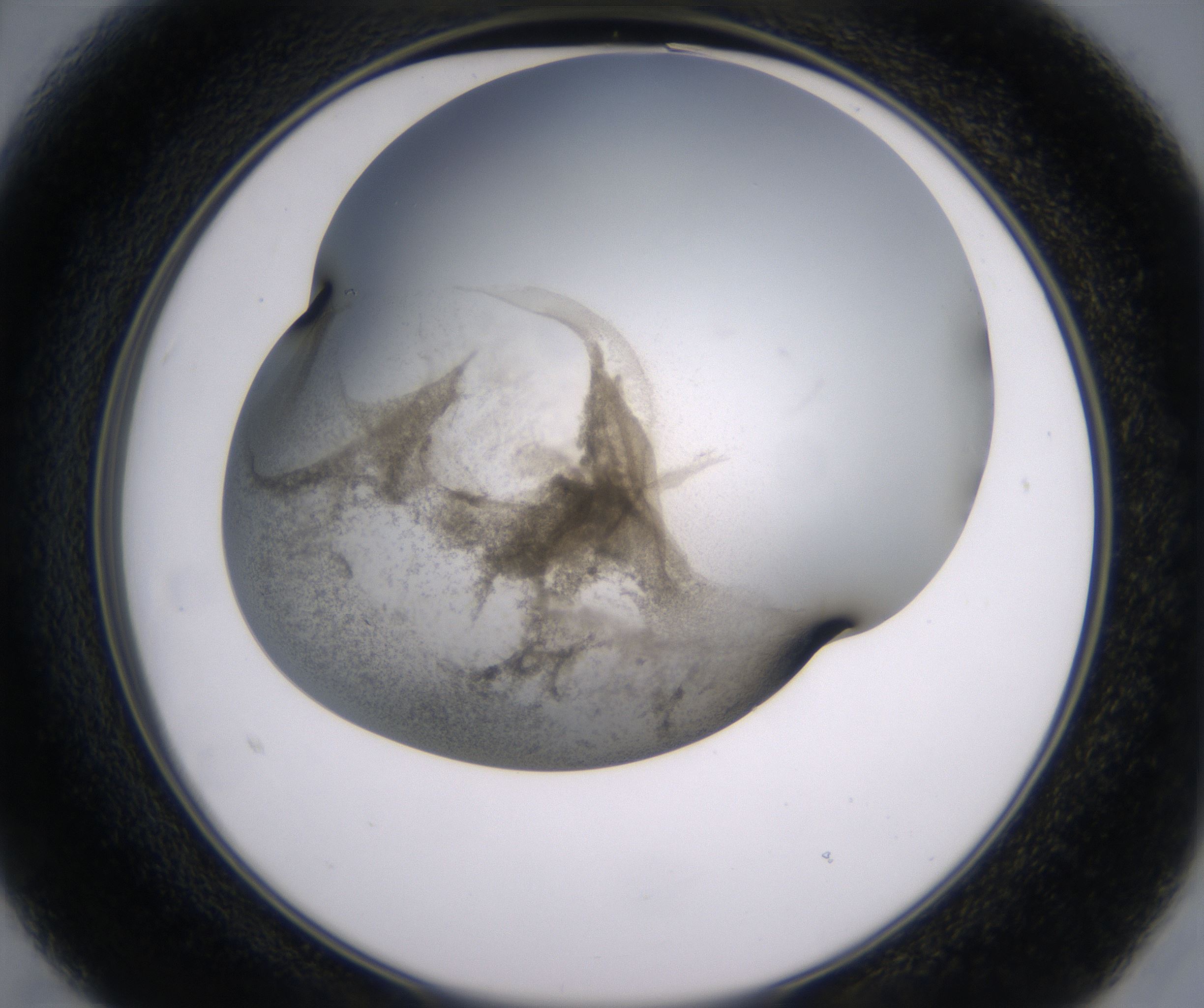 B3_HighResolution_Precipitate_2.jpg