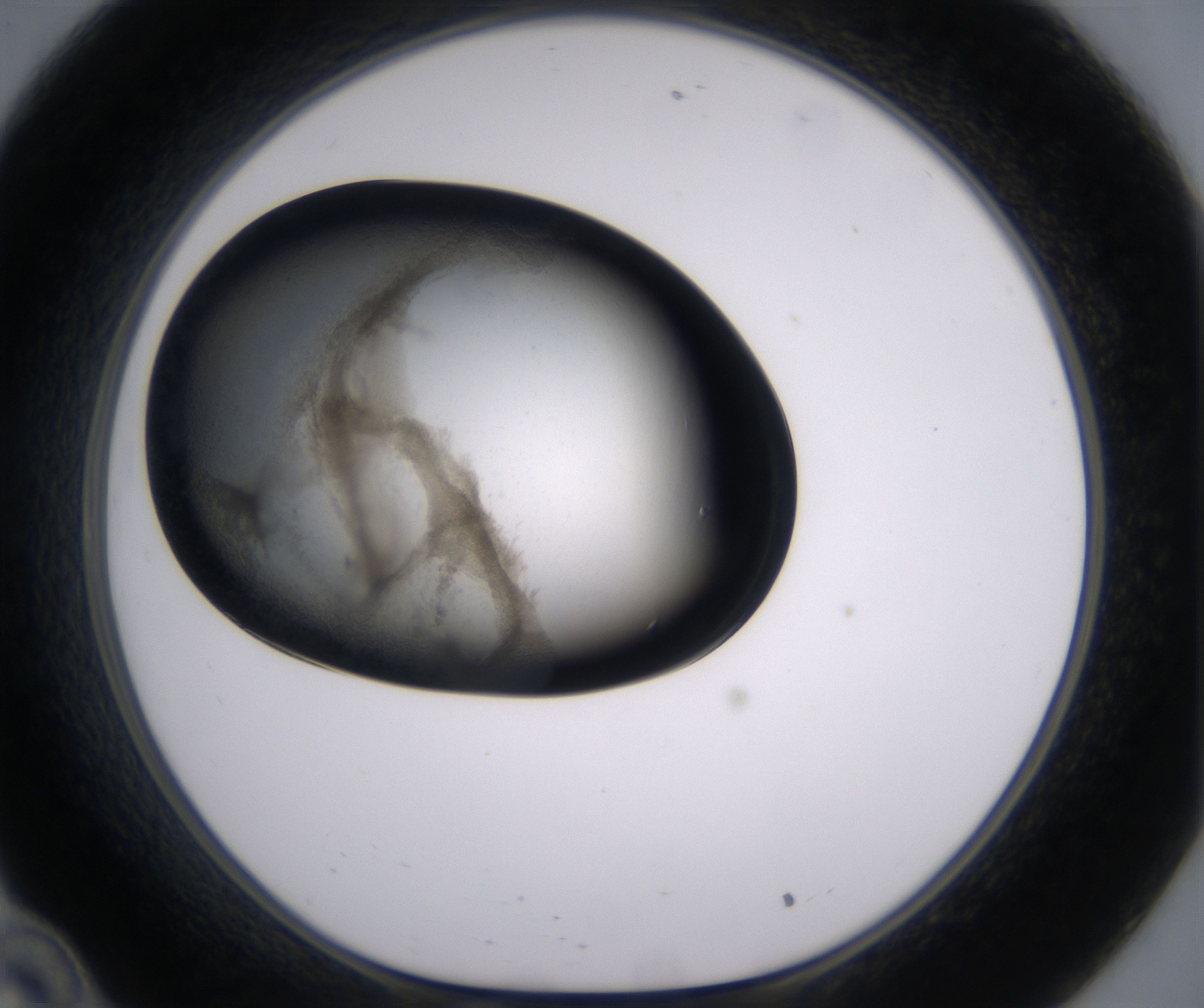 C10_HighResolution_Precipitate_1.jpg