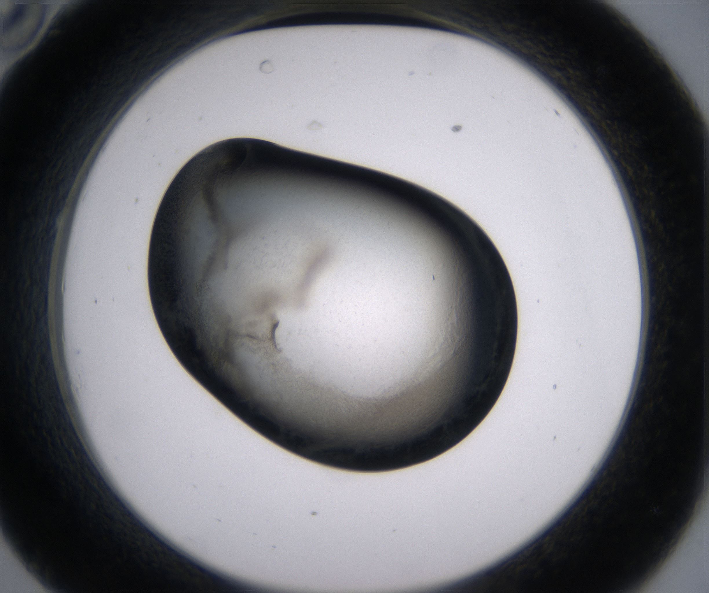 C10_HighResolution_Precipitate_2.jpg