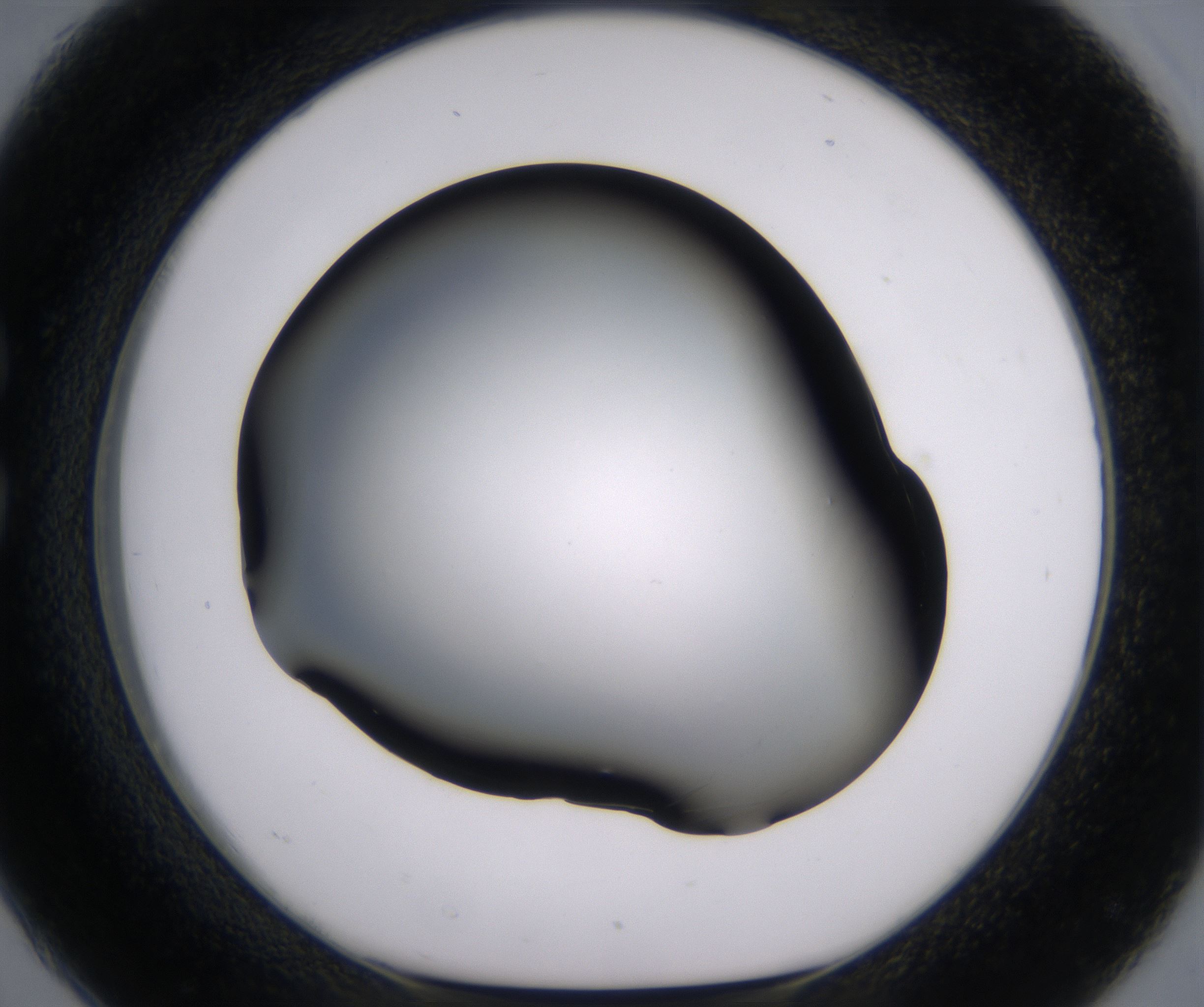 C2_HighResolution_Clear_1.jpg