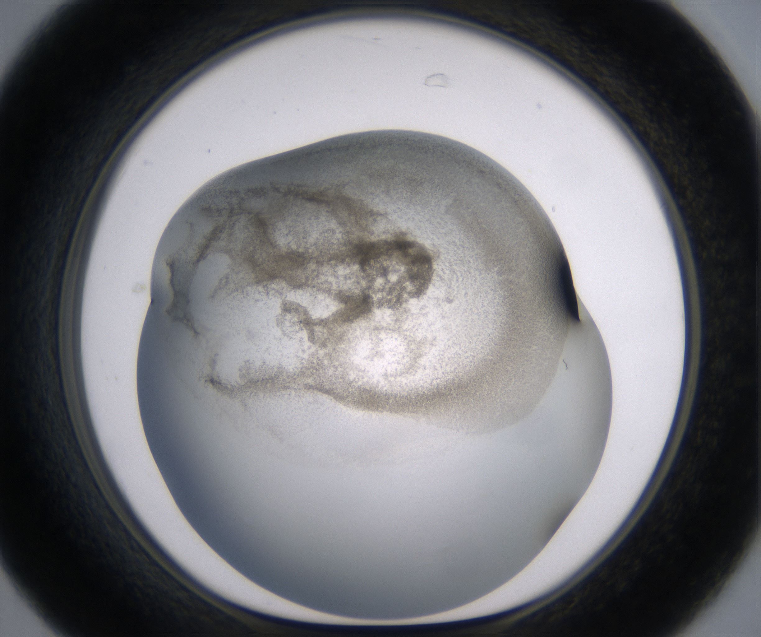C7_HighResolution_Precipitate_1.jpg