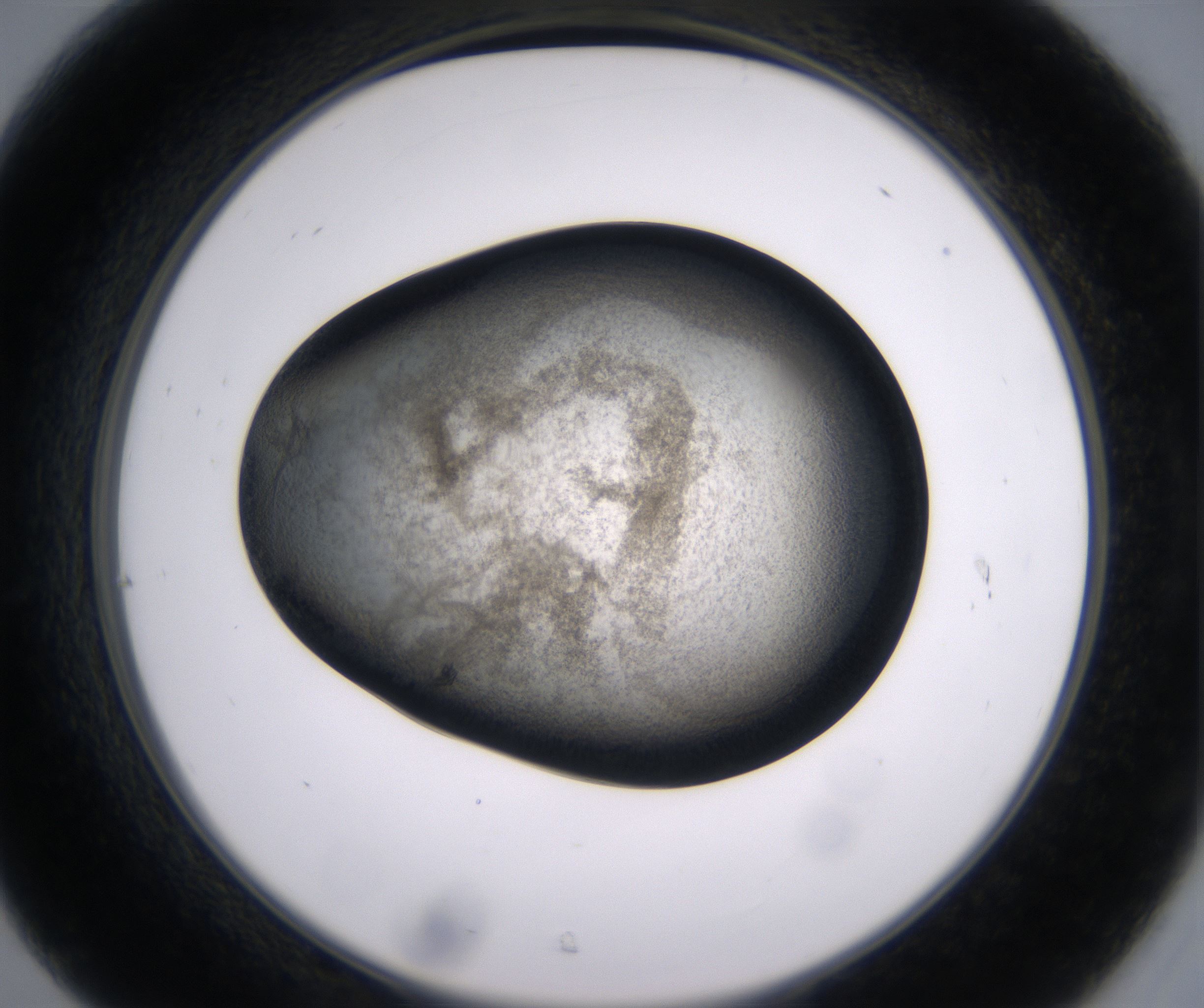 C7_HighResolution_Precipitate_2.jpg