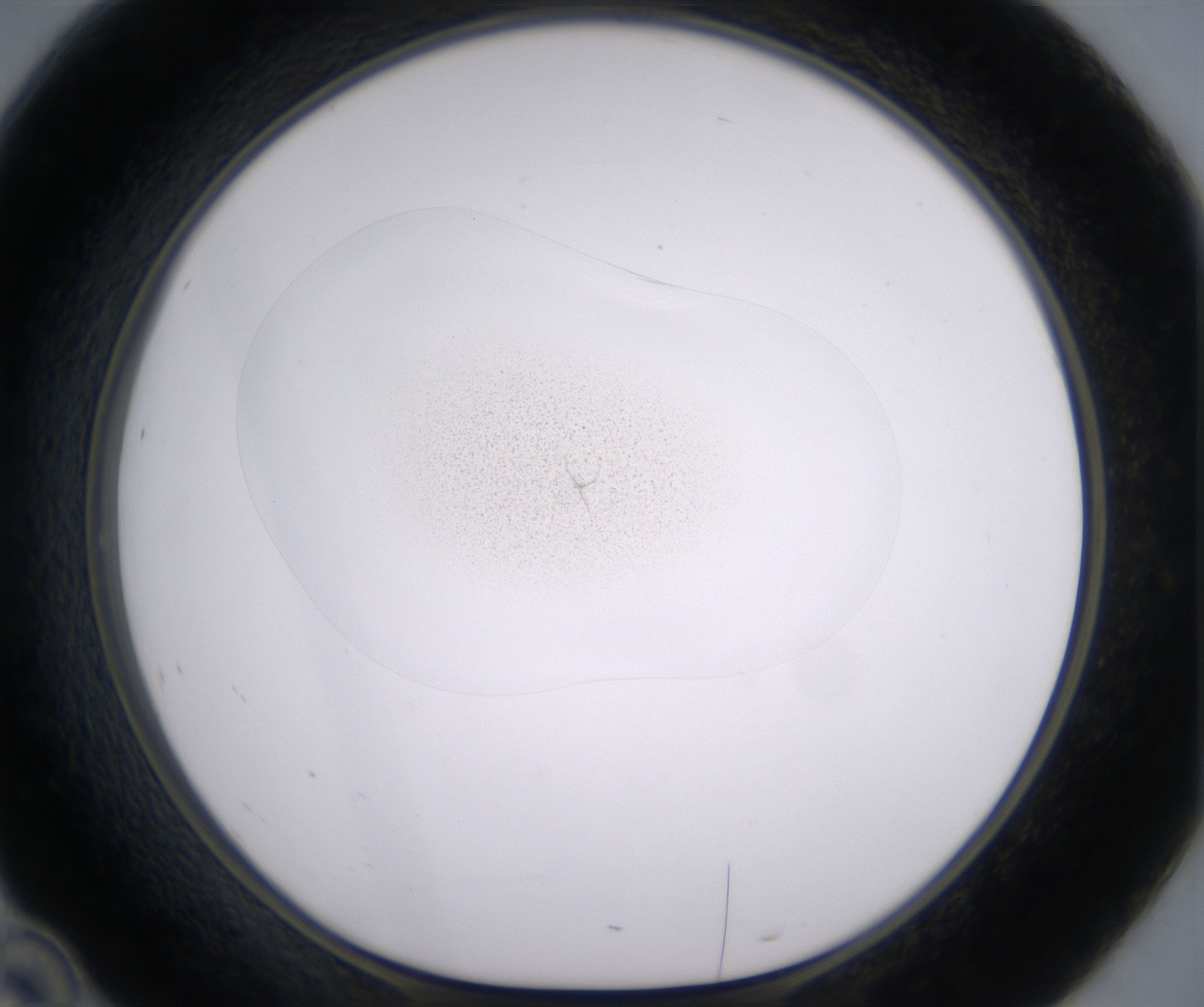 D10_HighResolution_Precipitate_1.jpg