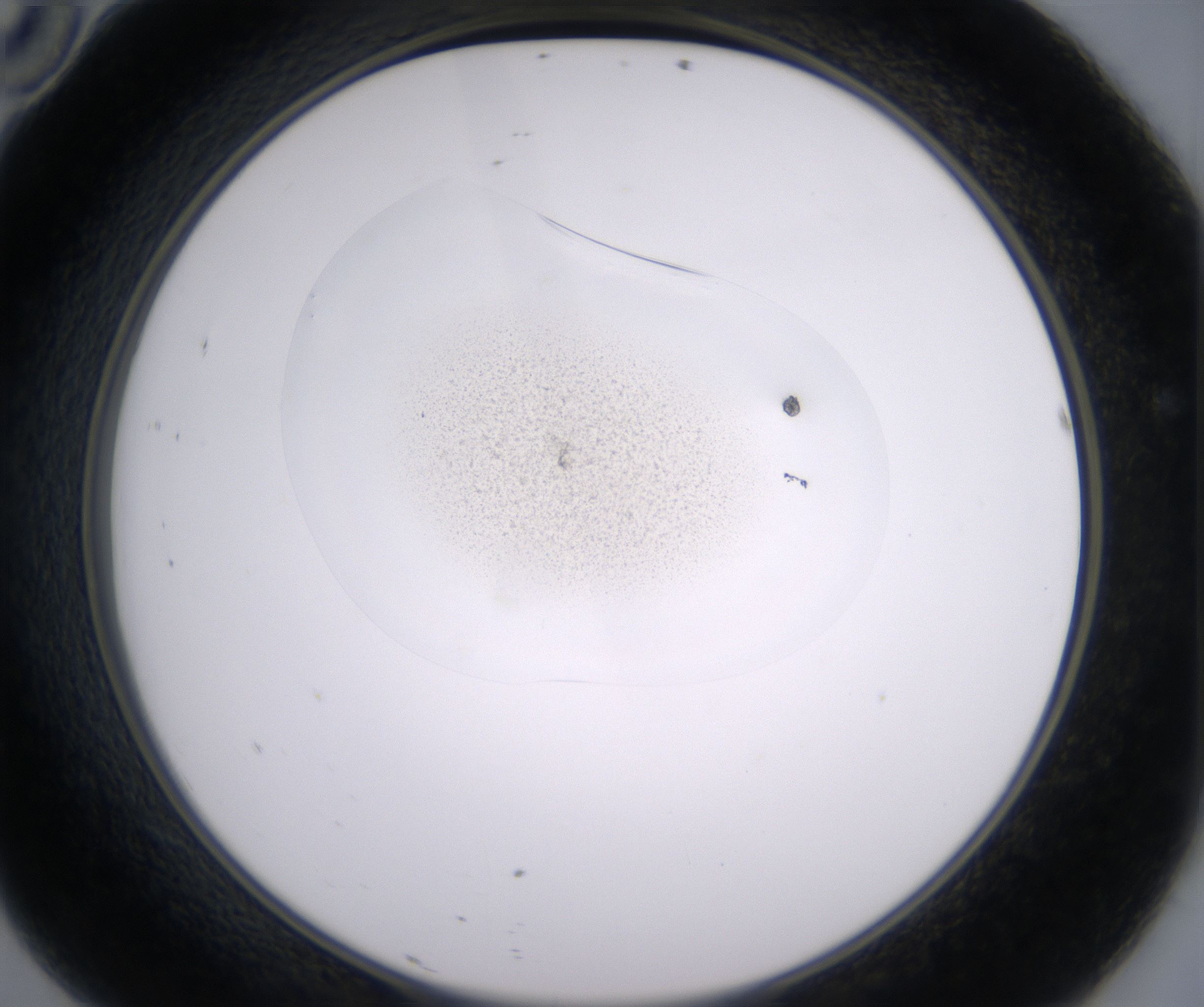 D10_HighResolution_Precipitate_2.jpg