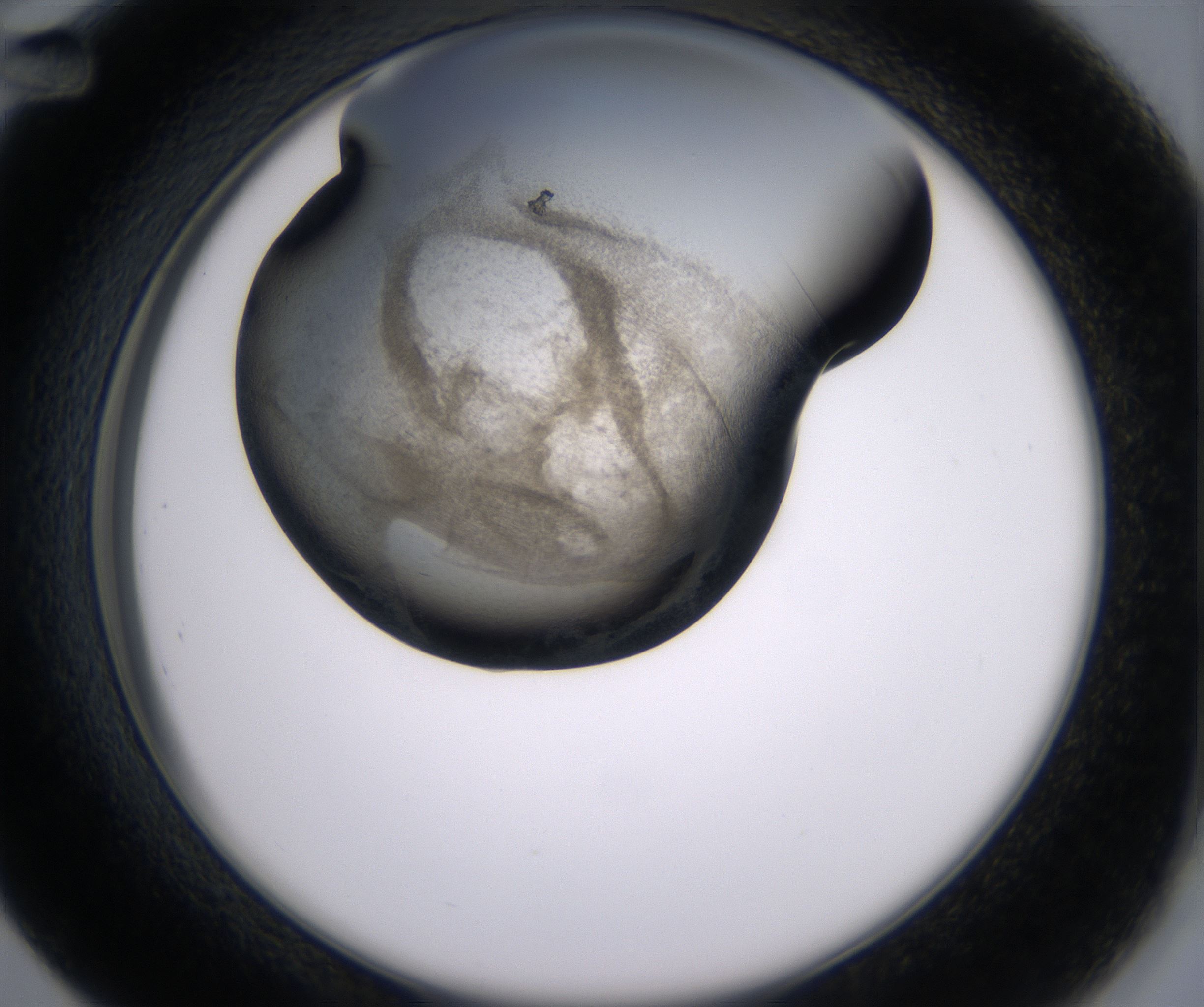 D12_HighResolution_Precipitate_2.jpg
