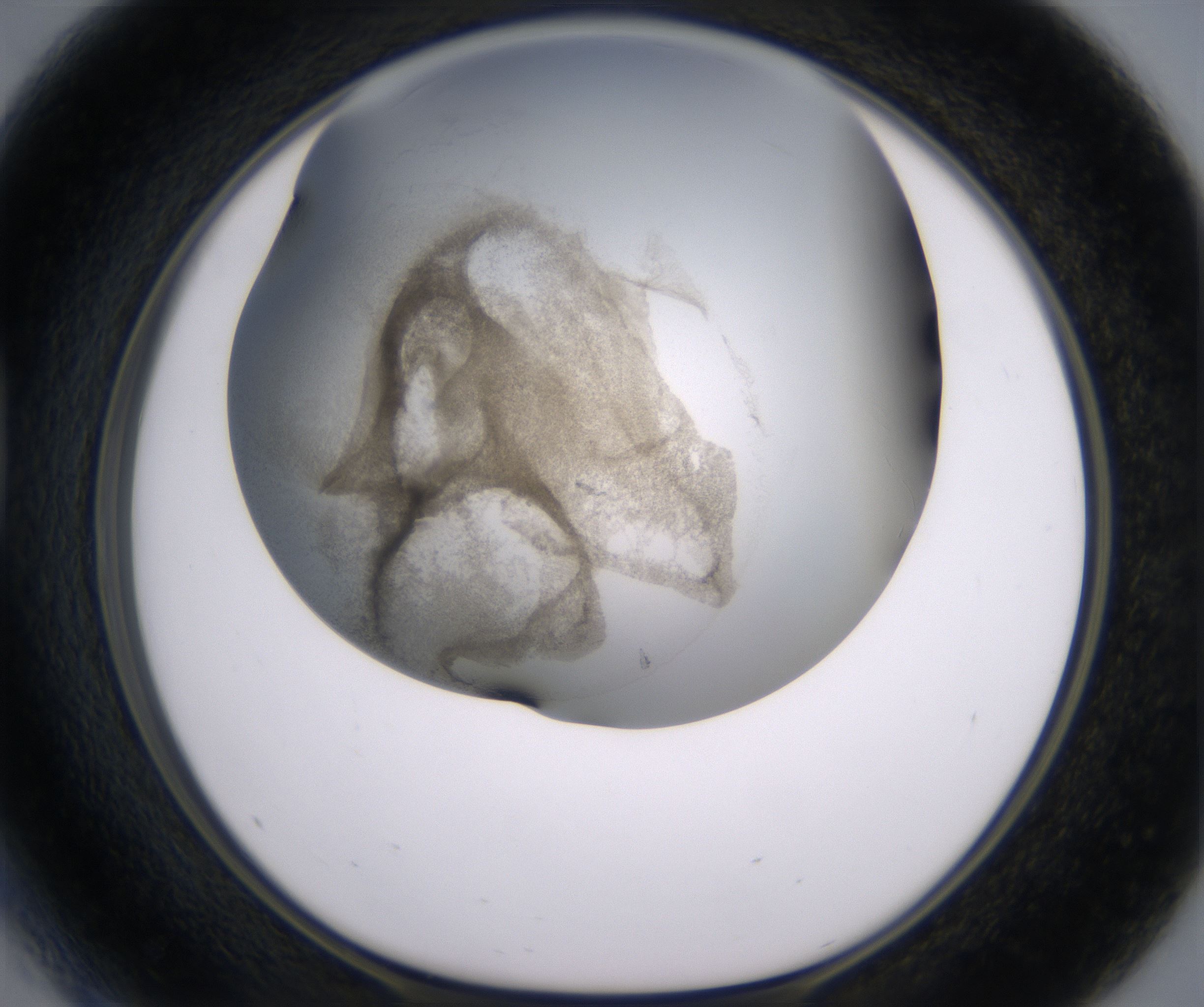 D5_HighResolution_Precipitate_1.jpg